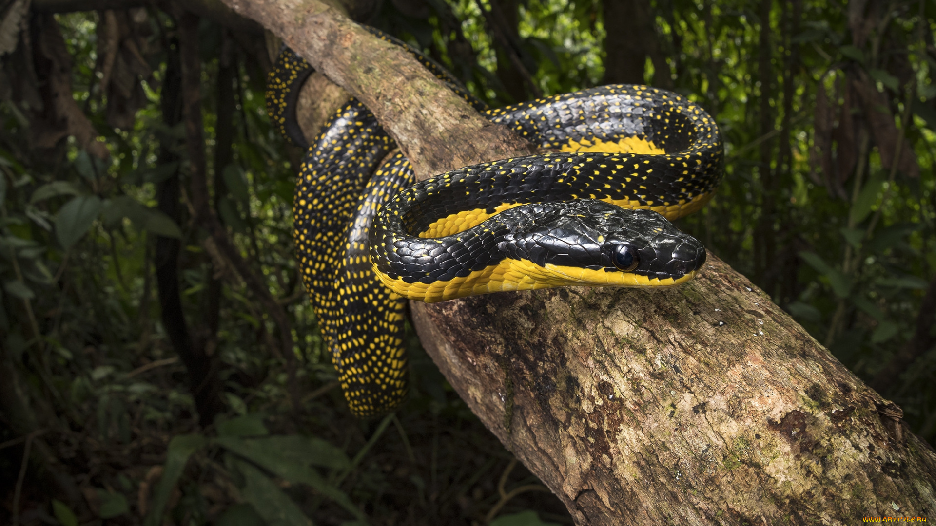 животные, змеи, , питоны, , кобры, змейка