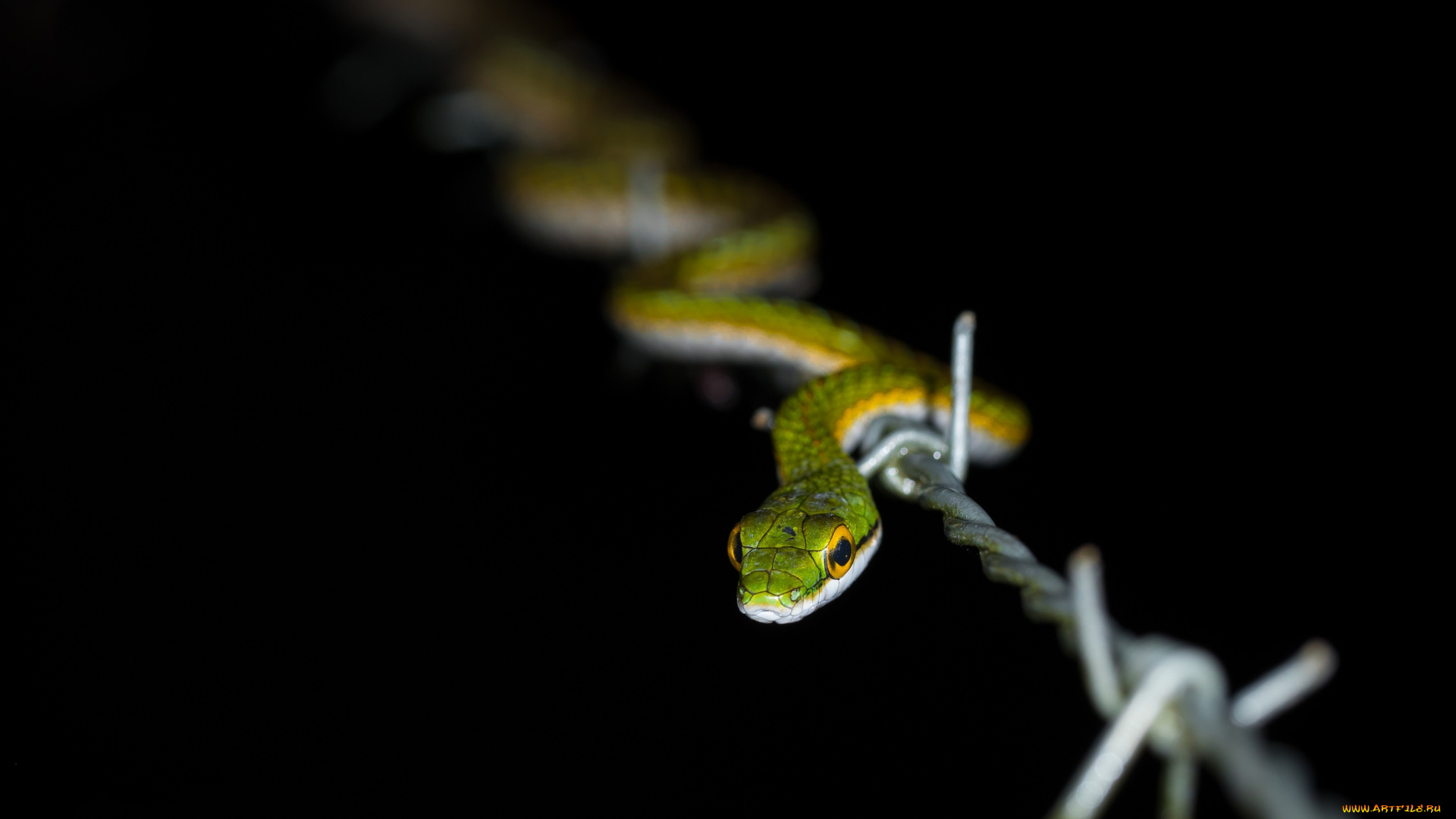 животные, змеи, , питоны, , кобры, змейка