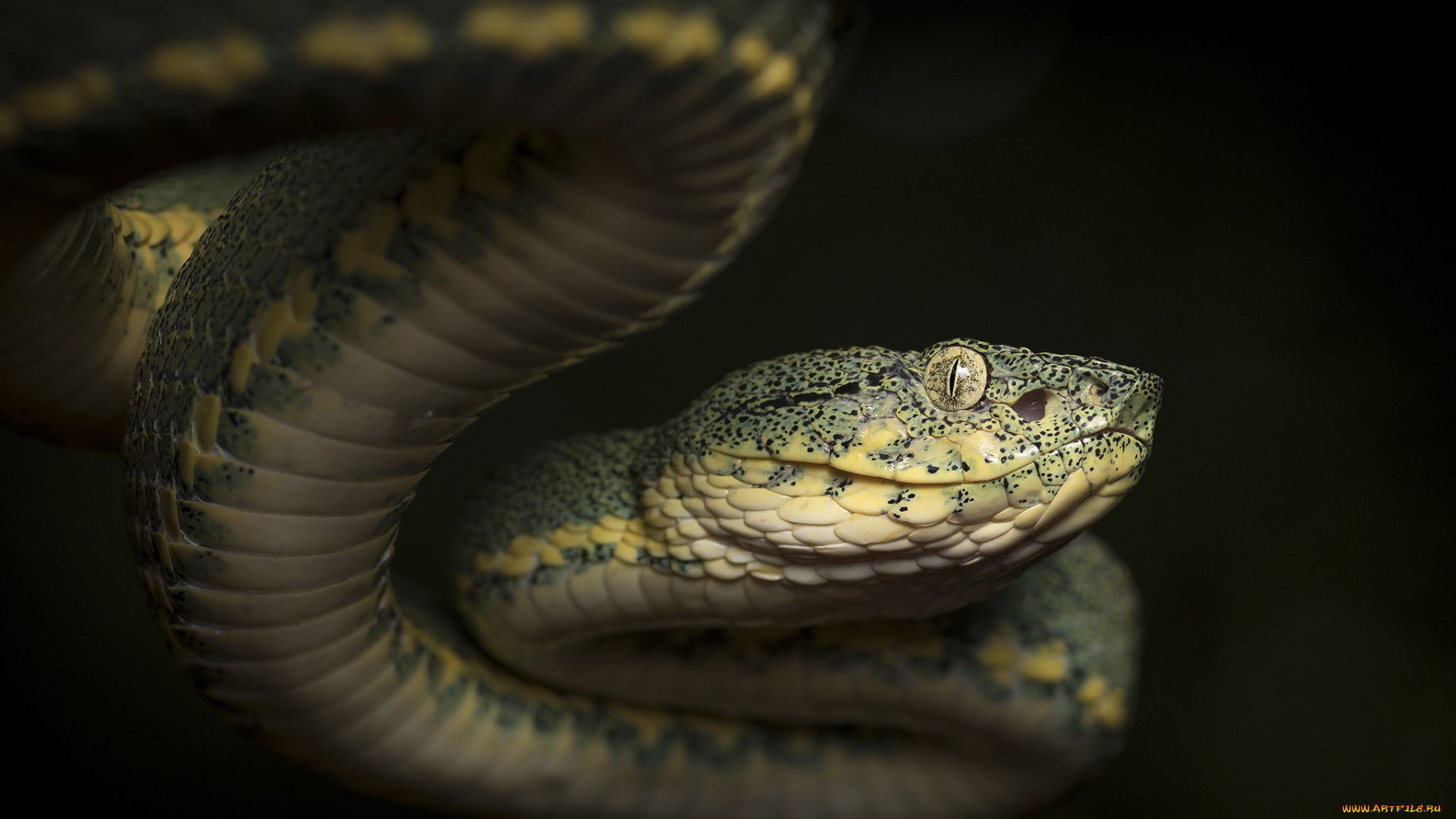 животные, змеи, , питоны, , кобры, змейка