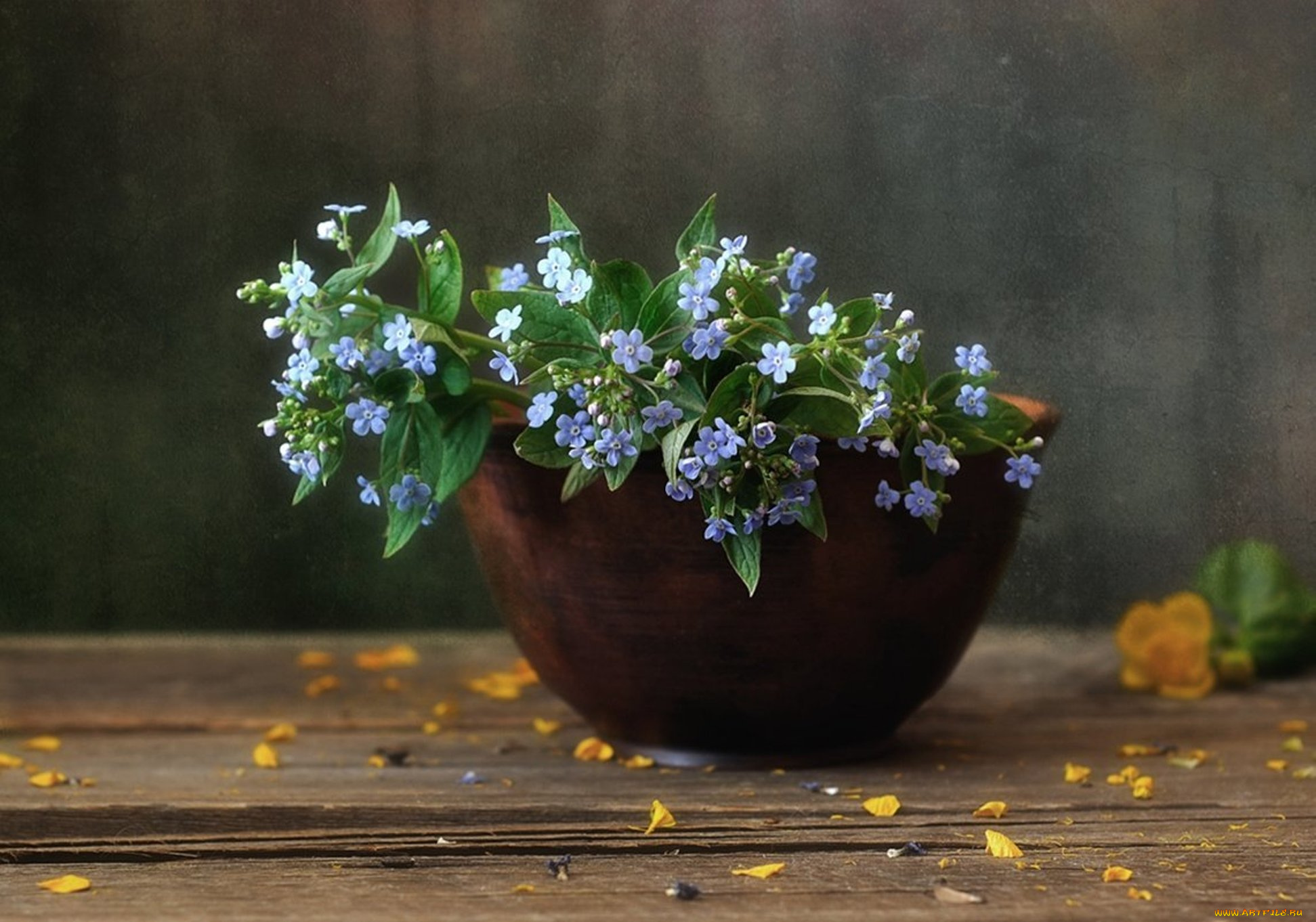 цветы, натюрморт