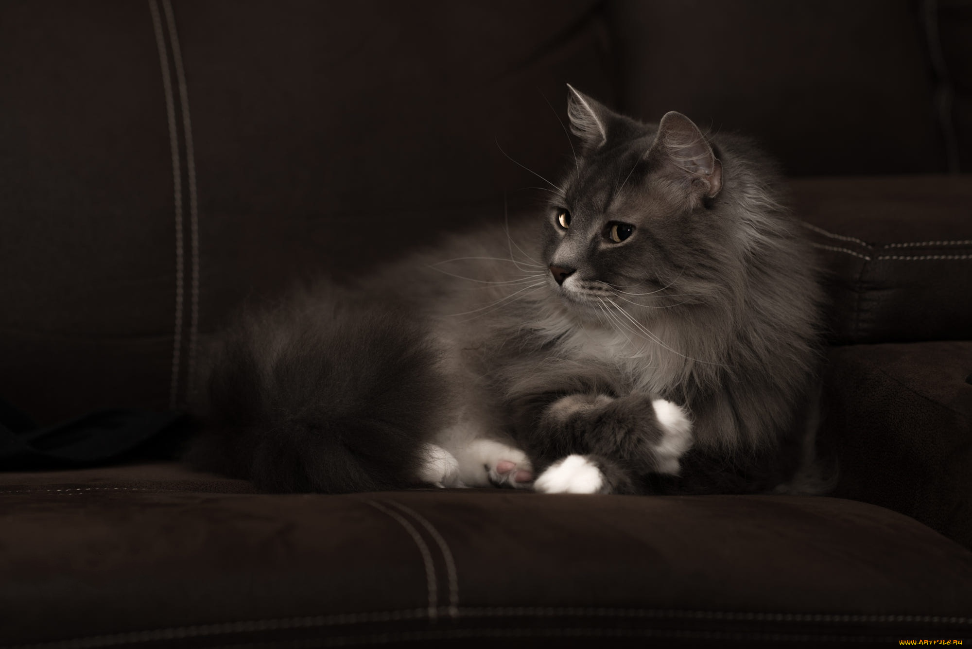 животные, коты, серый, красавец, белые, лапки, морда, пушистый, кошка, диван, лежит, взгляд, темный, фон, котэ, дымчатый