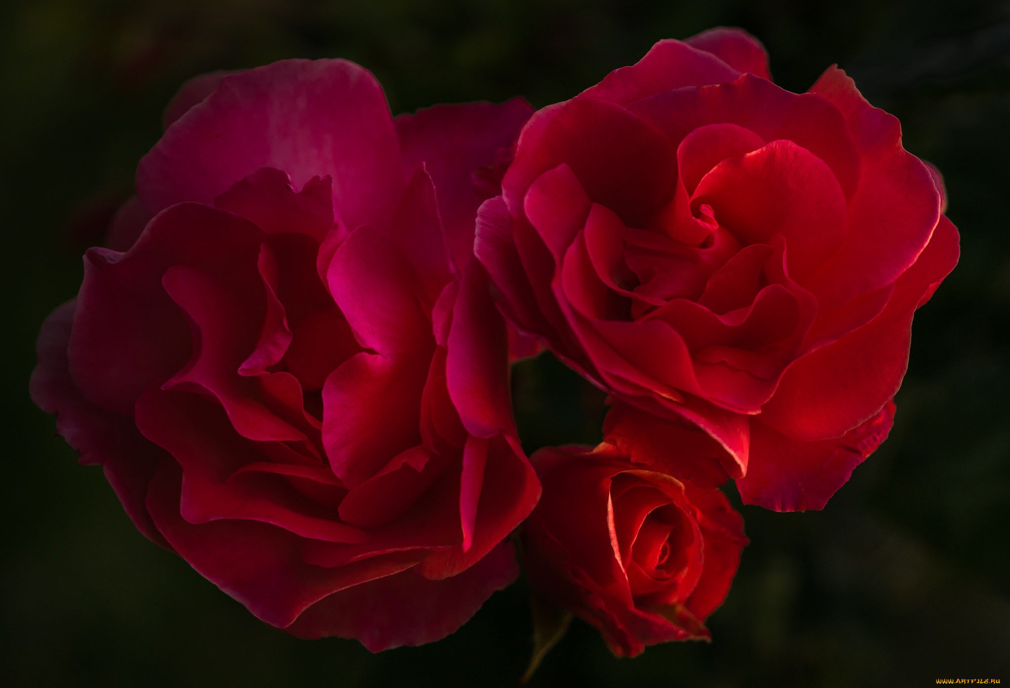 цветы, розы, бутон, лепестки