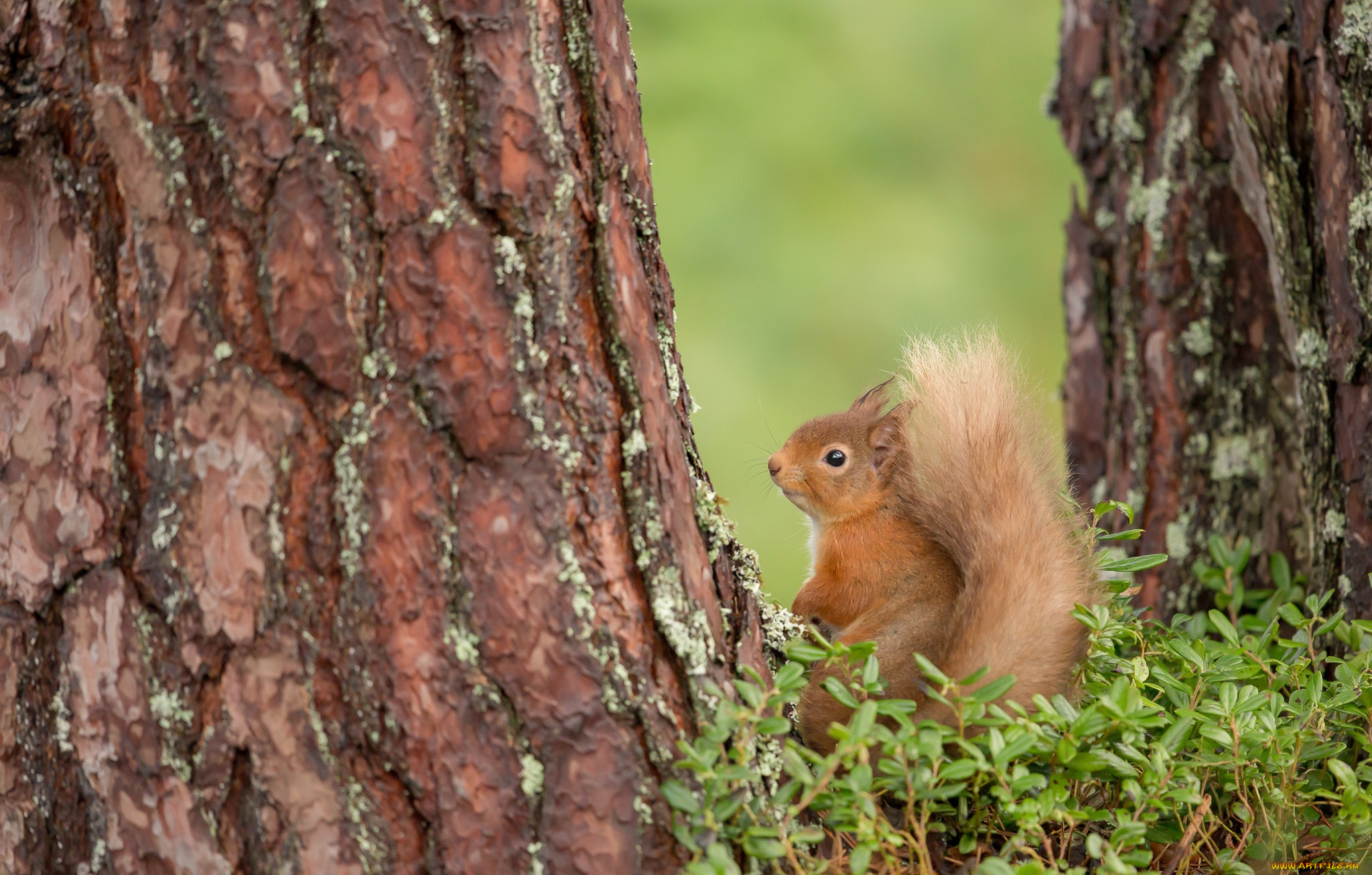 животные, белки, деревья, хвост, белка, рыжая