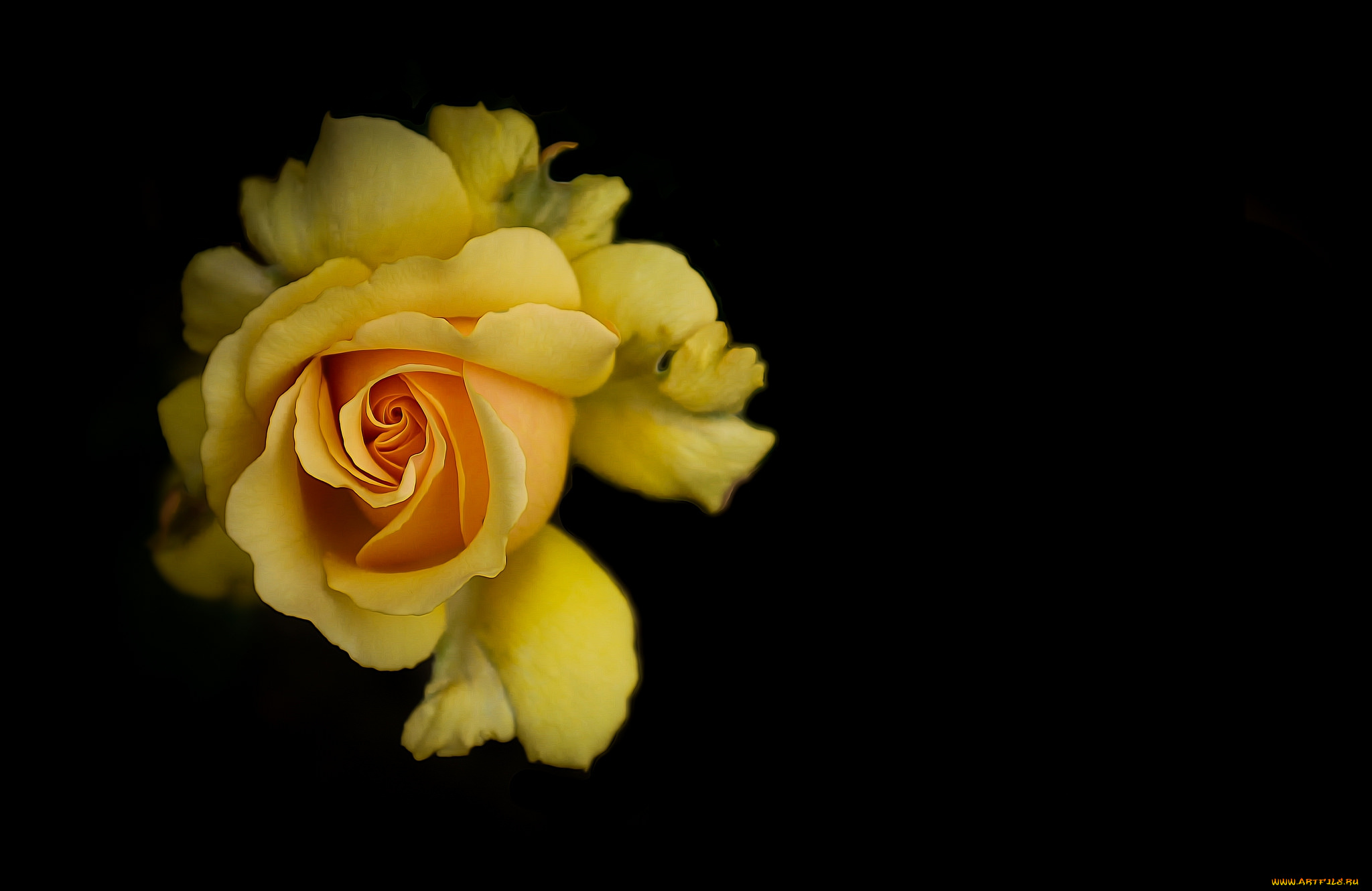 цветы, розы, лепестки, бутон