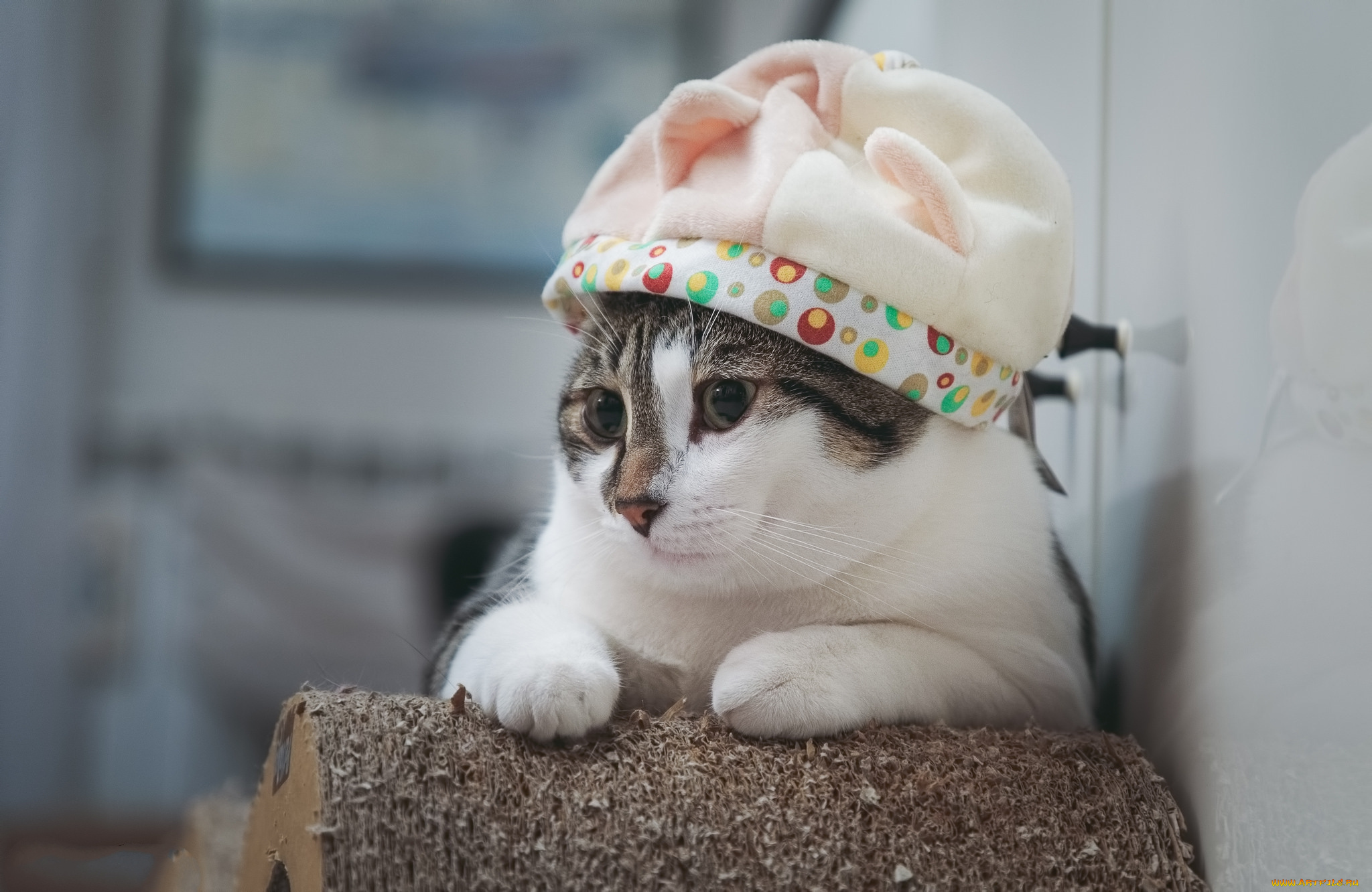 животные, коты, киса