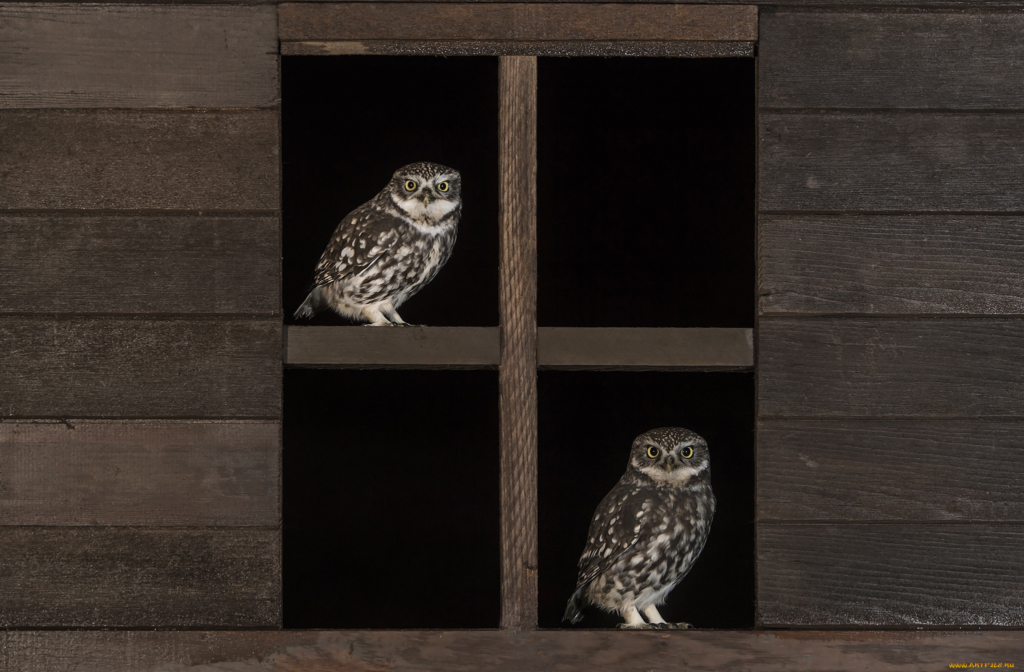 животные, совы, окно, перья, сова