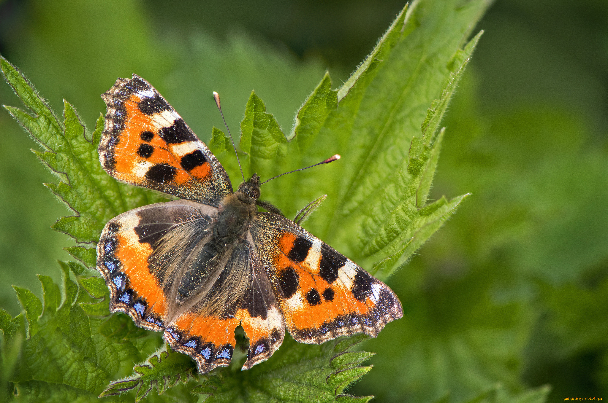 животные, бабочки, , мотыльки, , моли, бабочка