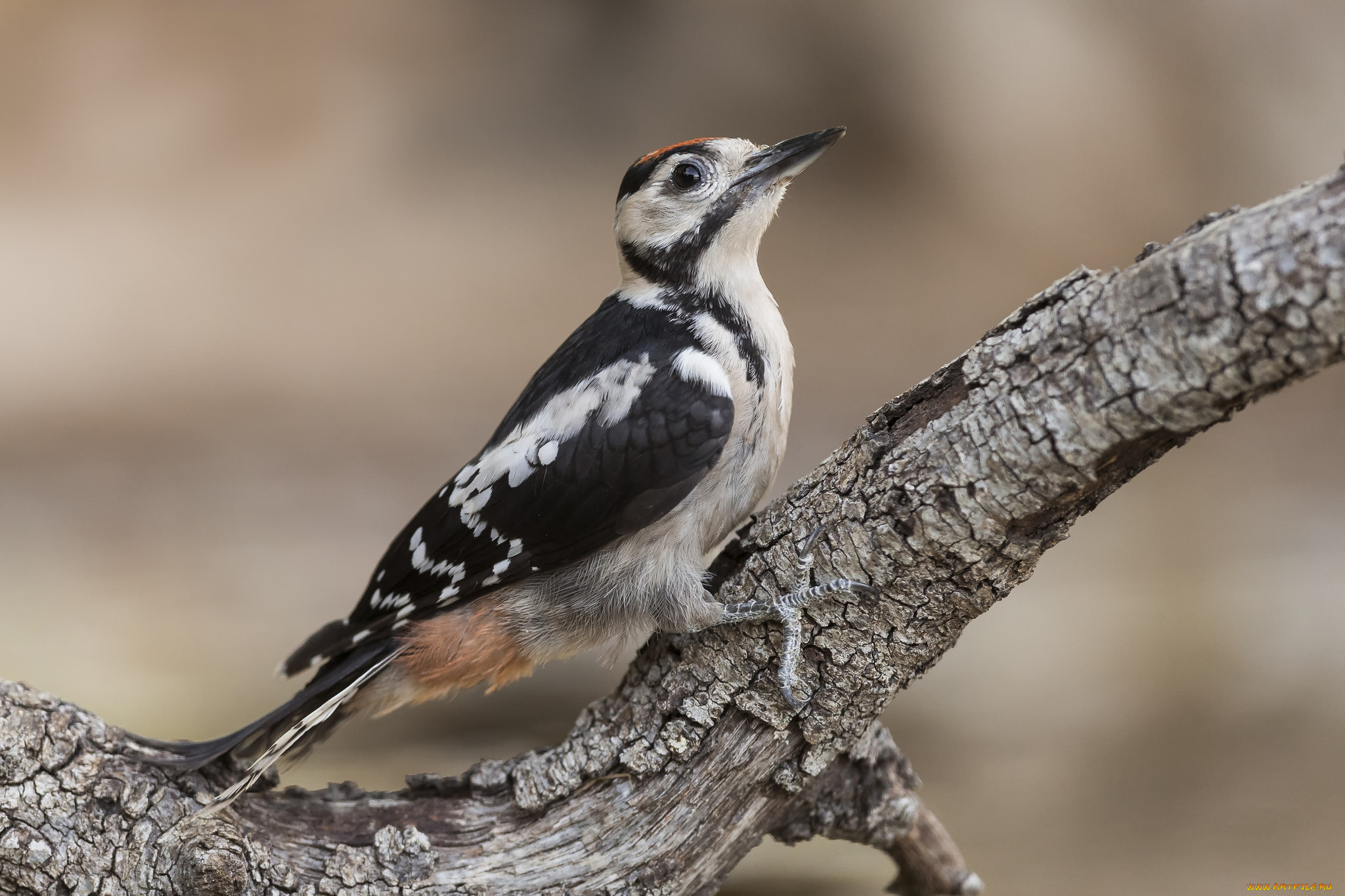 животные, дятлы, птичка