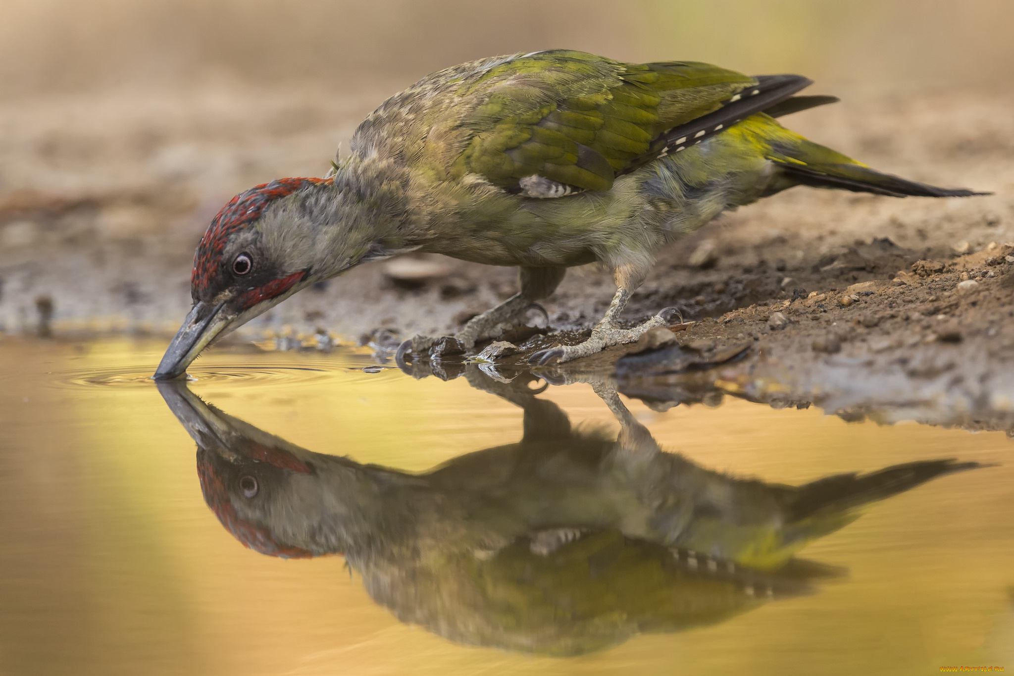 животные, дятлы, птичка