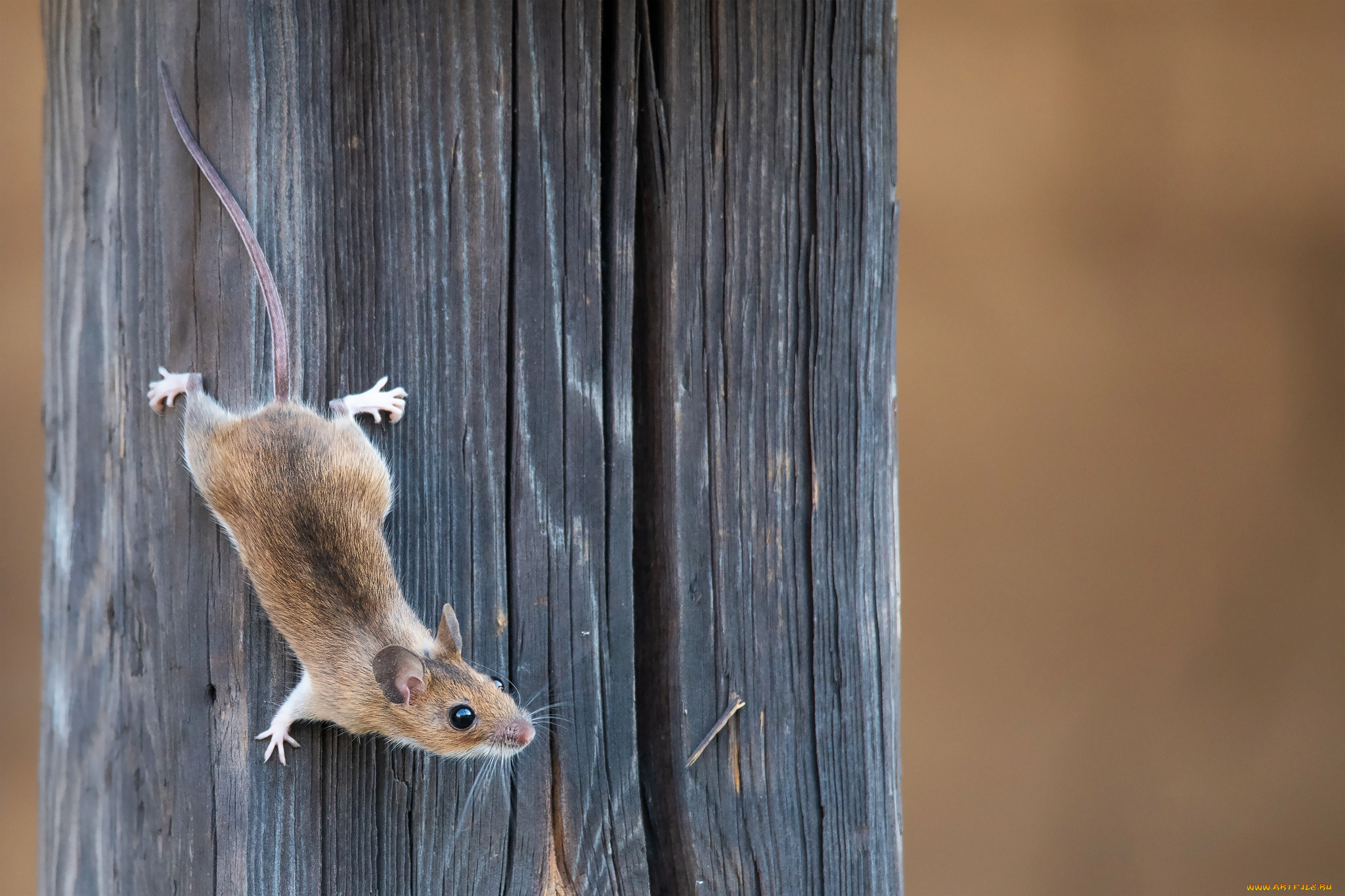 животные, крысы, , мыши, мышка