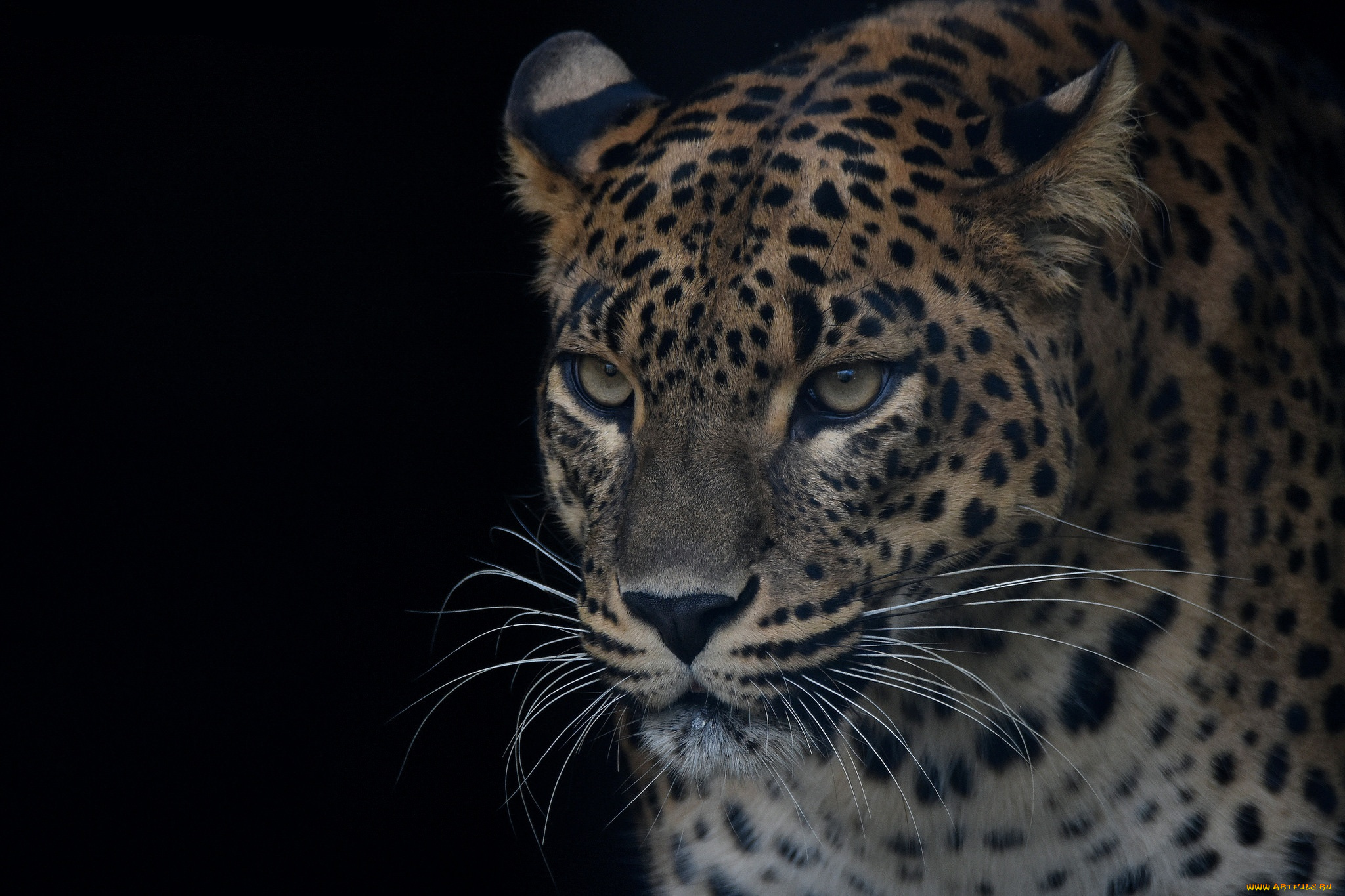 животные, леопарды, леопард, портрет, хищник, красавец, морда, глаза
