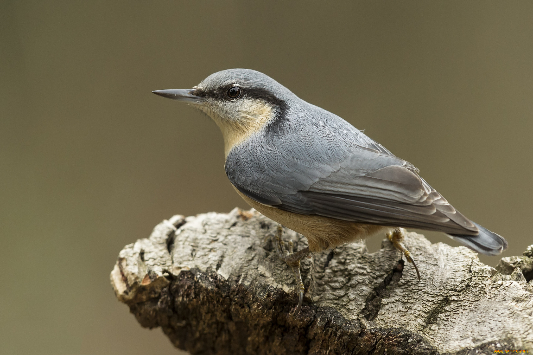 животные, поползни, птичка