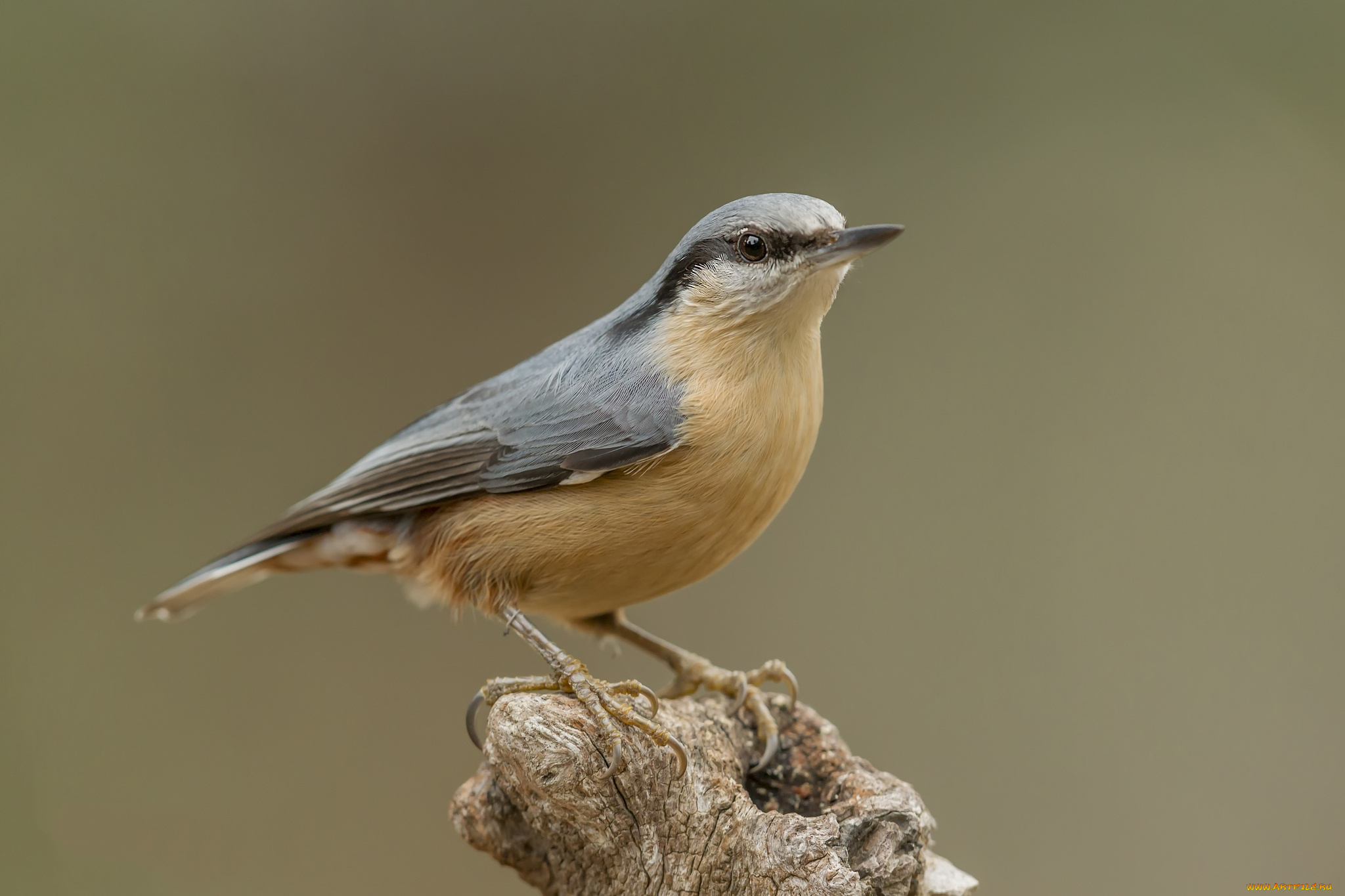 животные, поползни, птичка