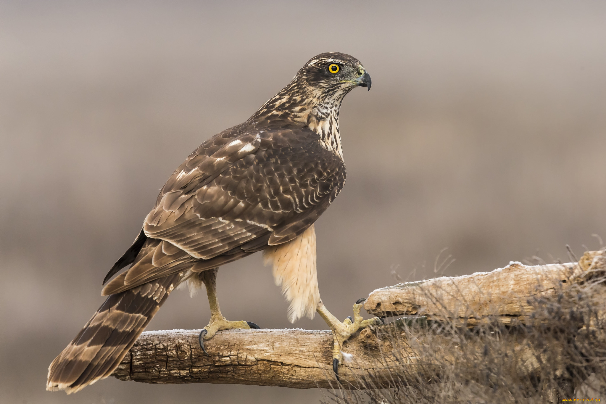 животные, птицы, -, хищники, птичка