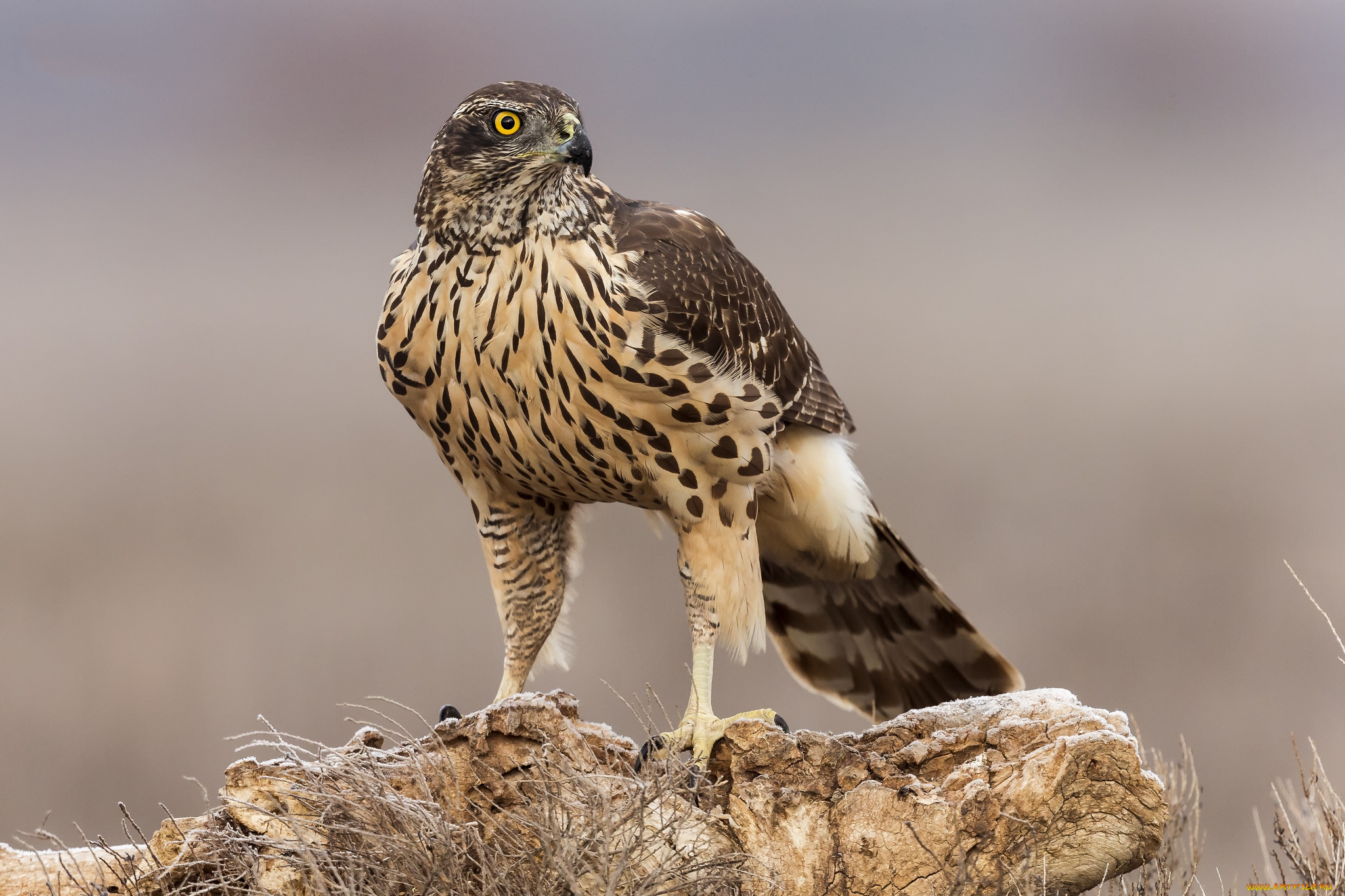 животные, птицы, -, хищники, птичка