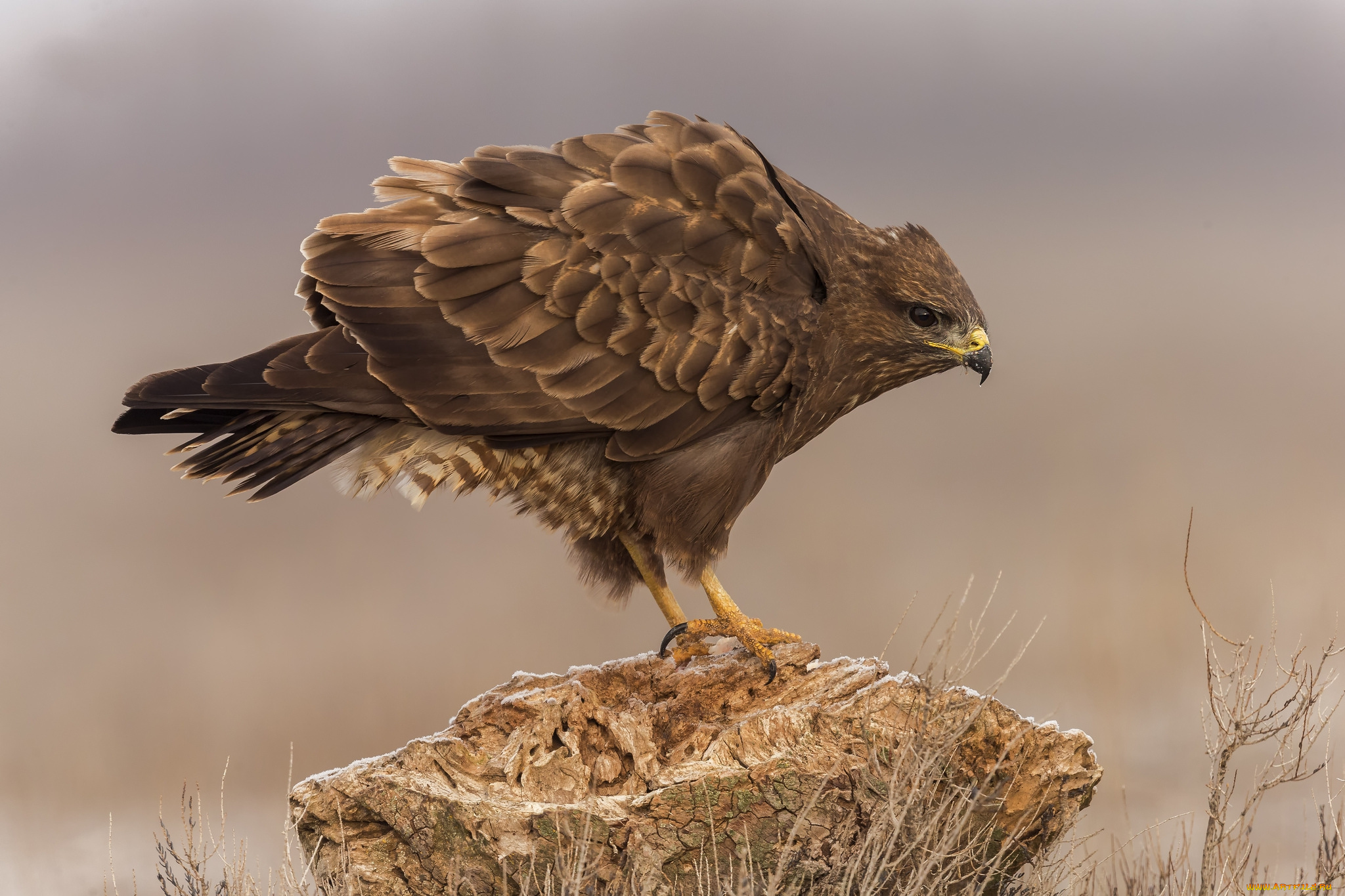 животные, птицы, -, хищники, птичка