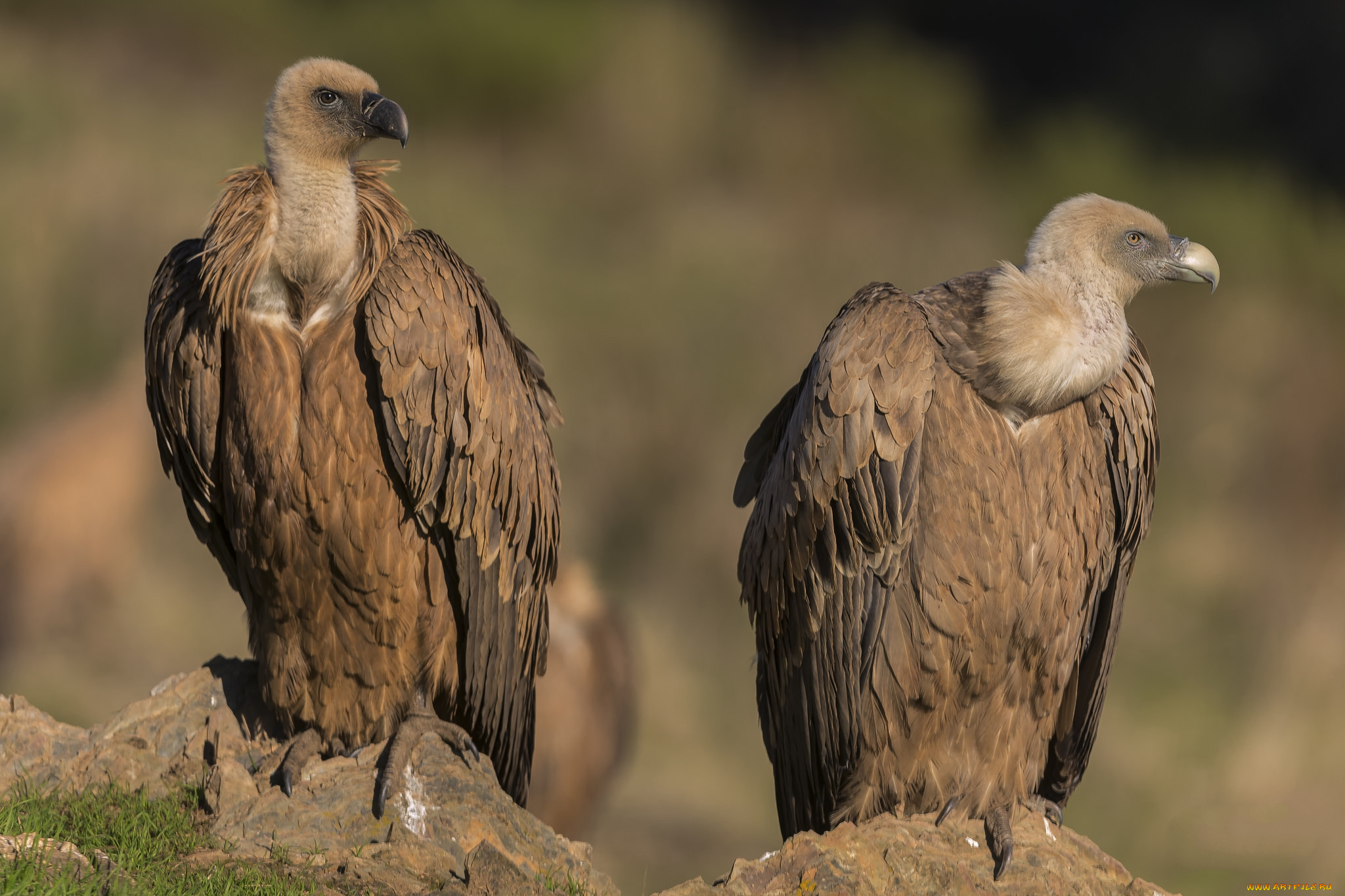 животные, птицы, -, хищники, птичка