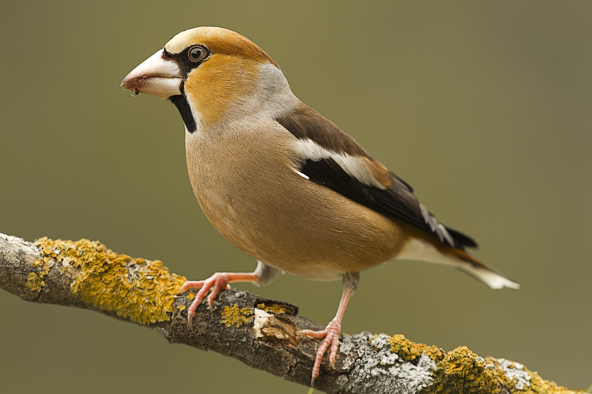 животные, птицы, птичка