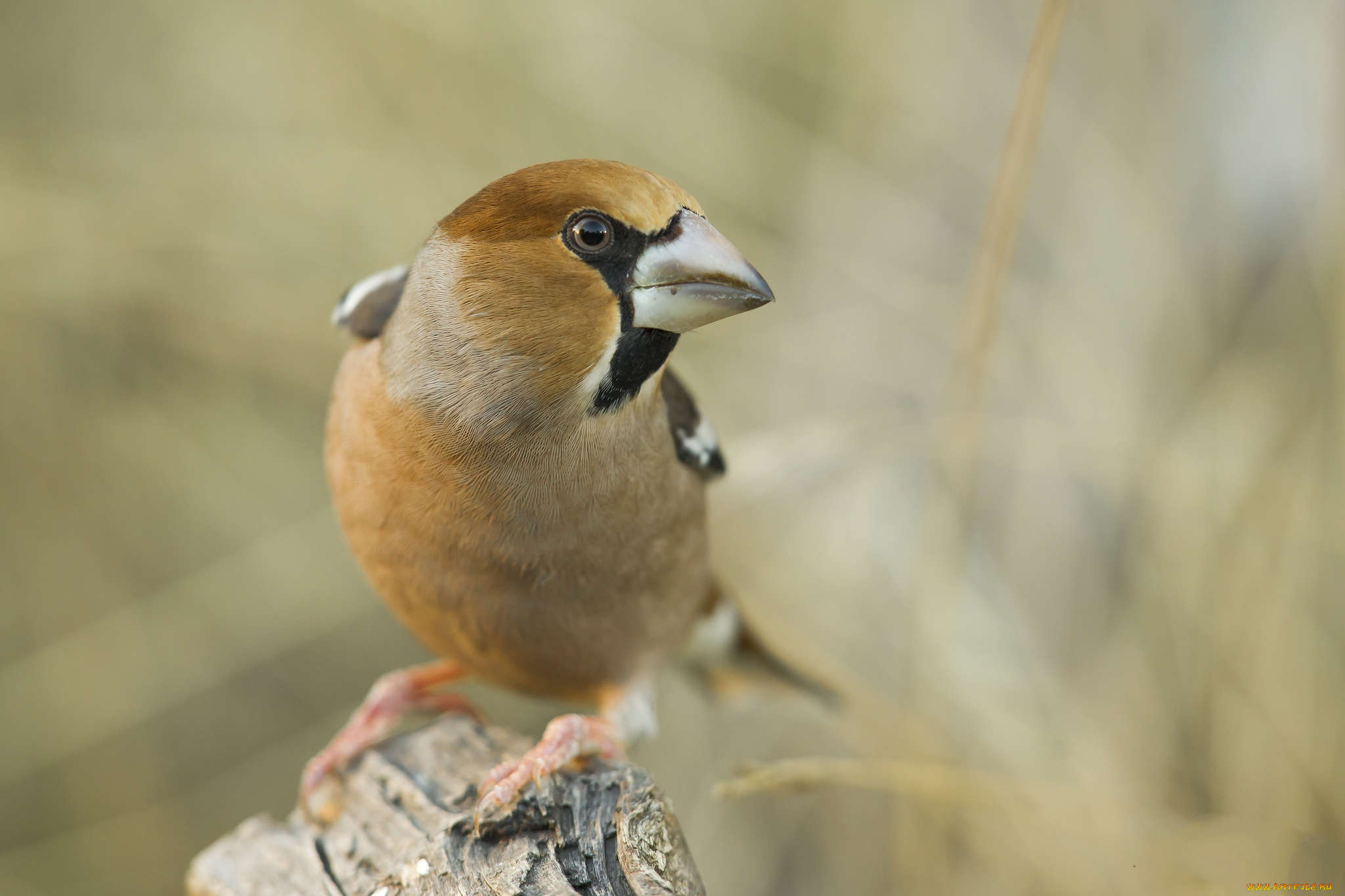 животные, птицы, птичка