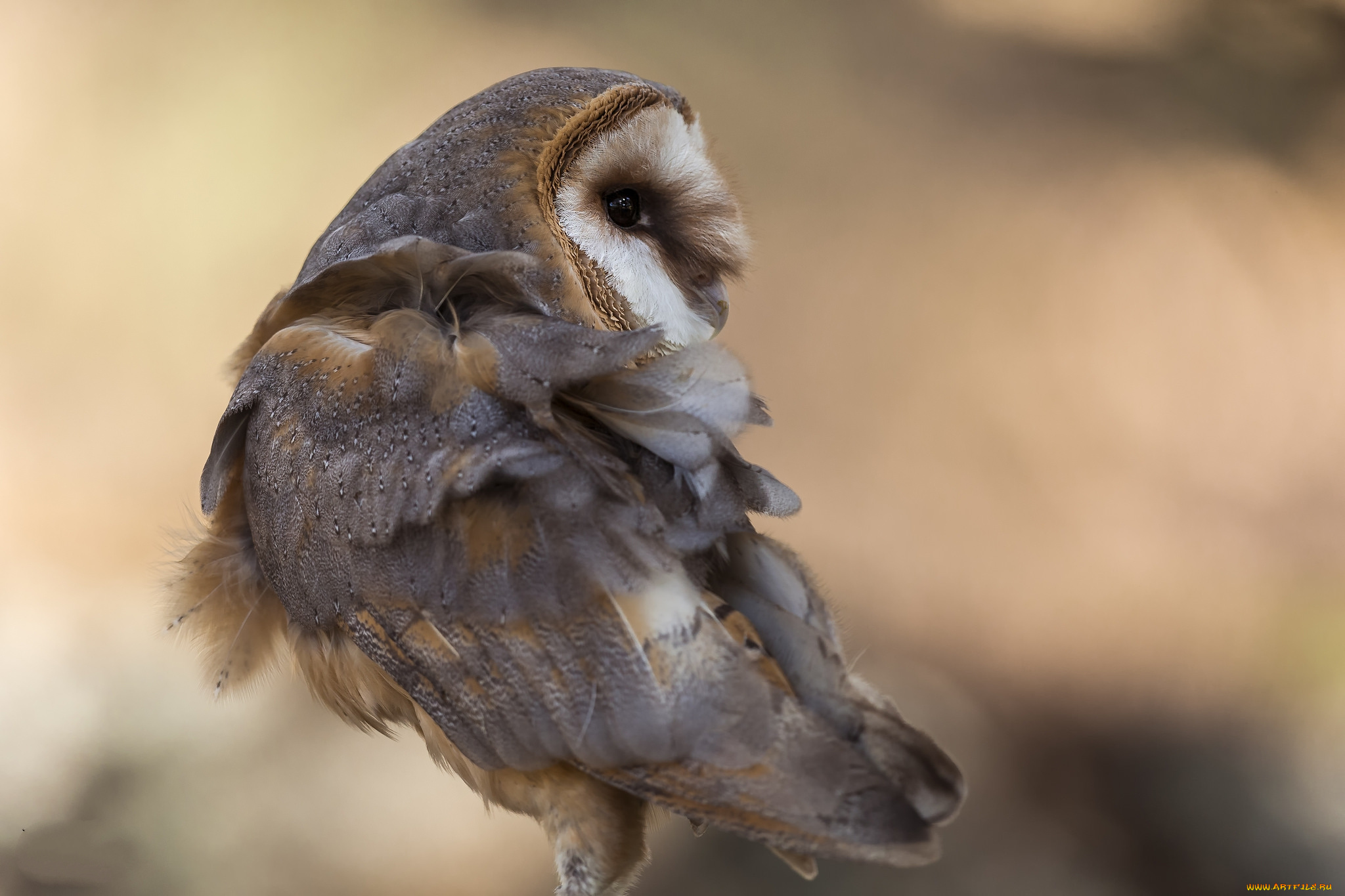 животные, совы, птичка