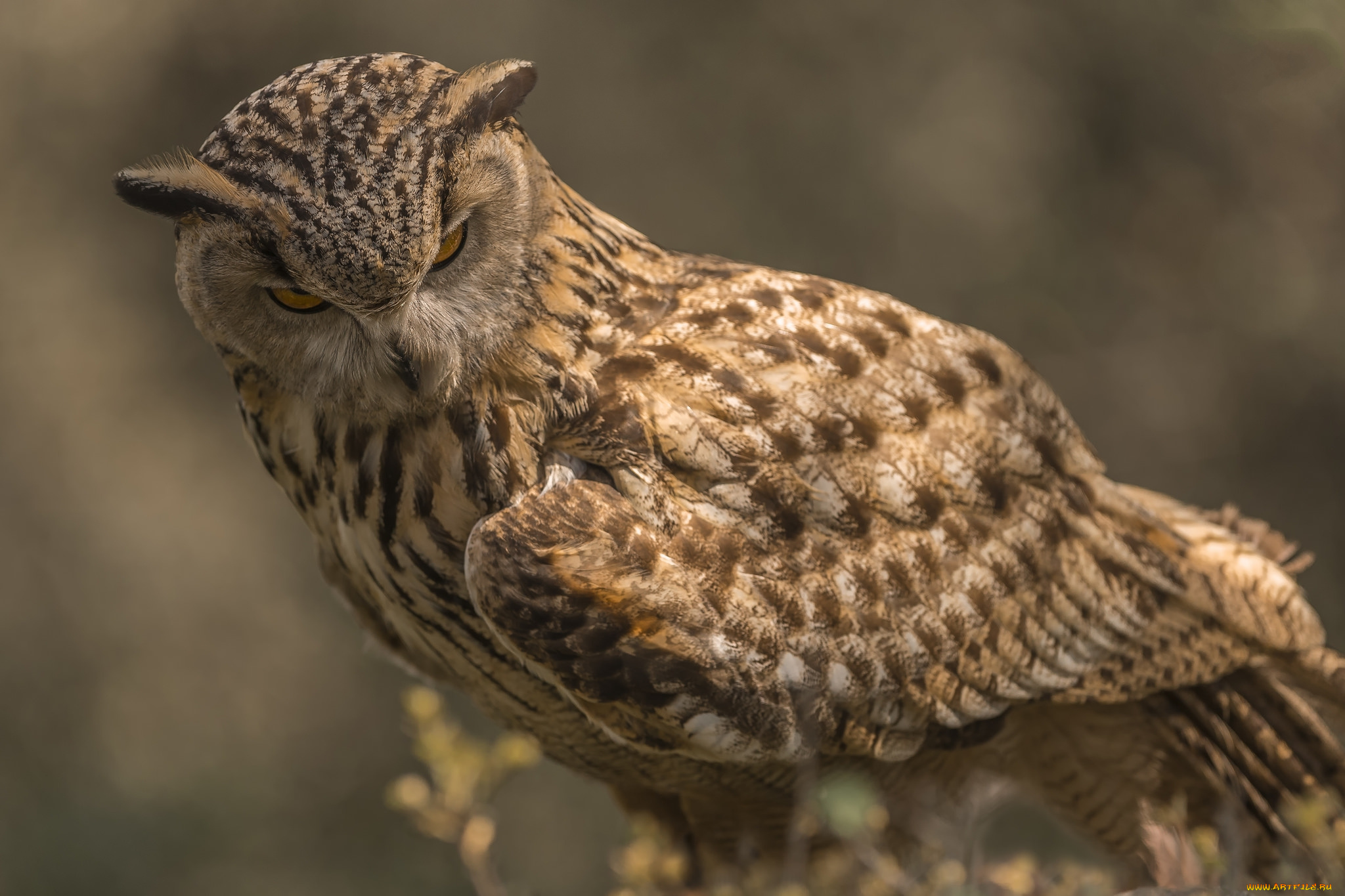 животные, совы, птичка