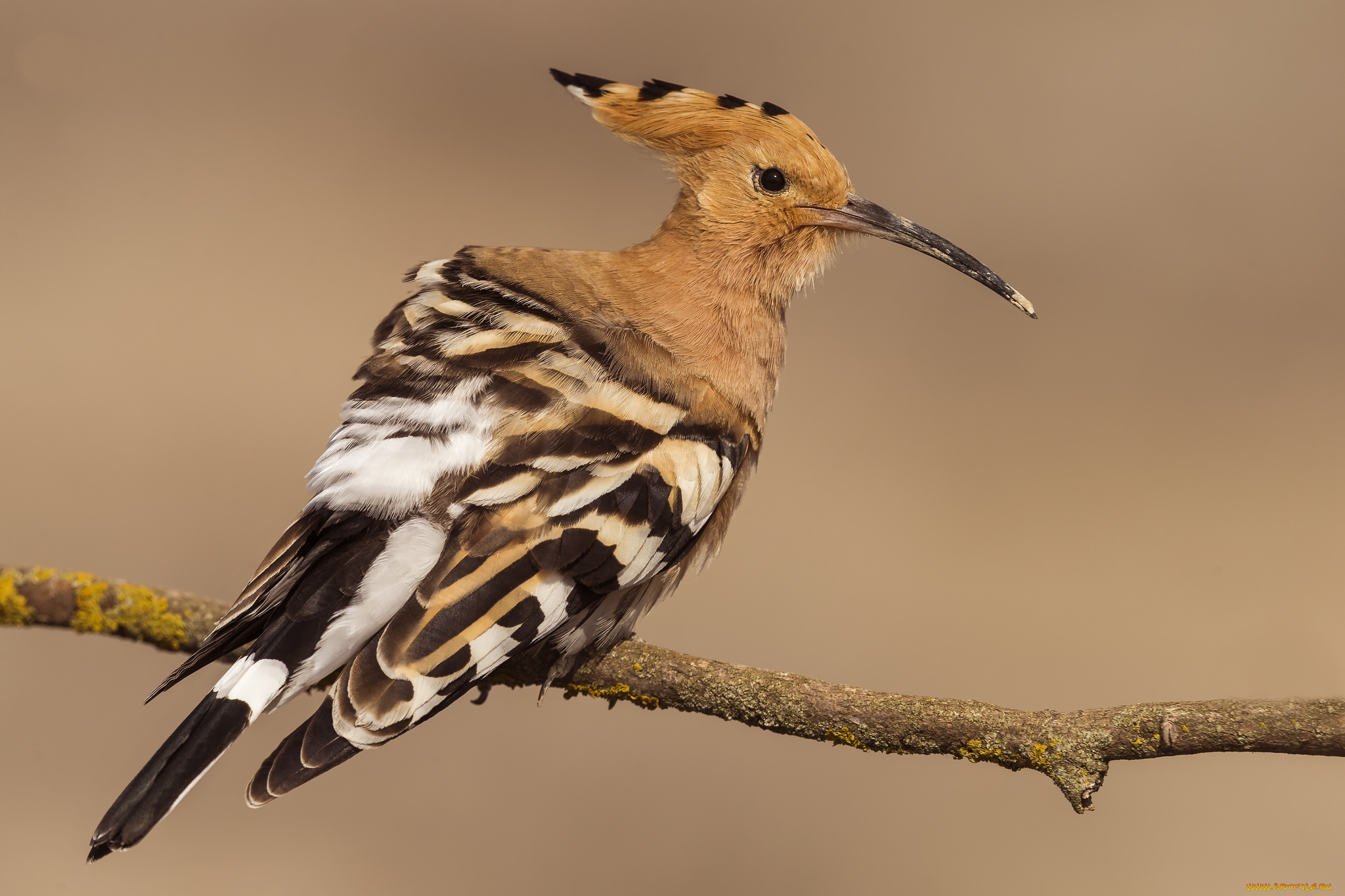 животные, удоды, птичка