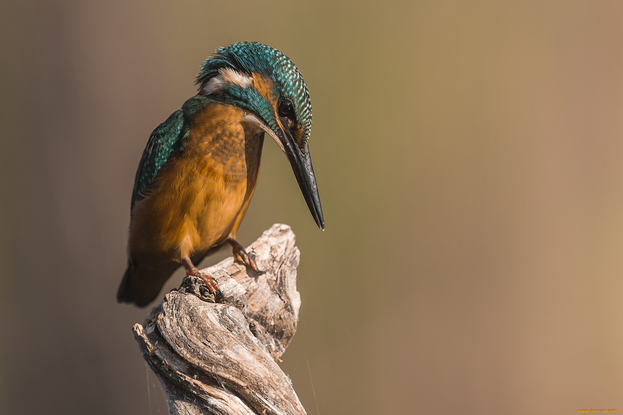 животные, зимородки, птичка