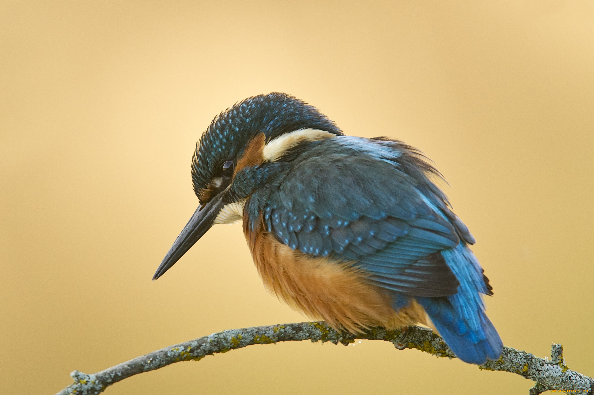 животные, зимородки, птичка