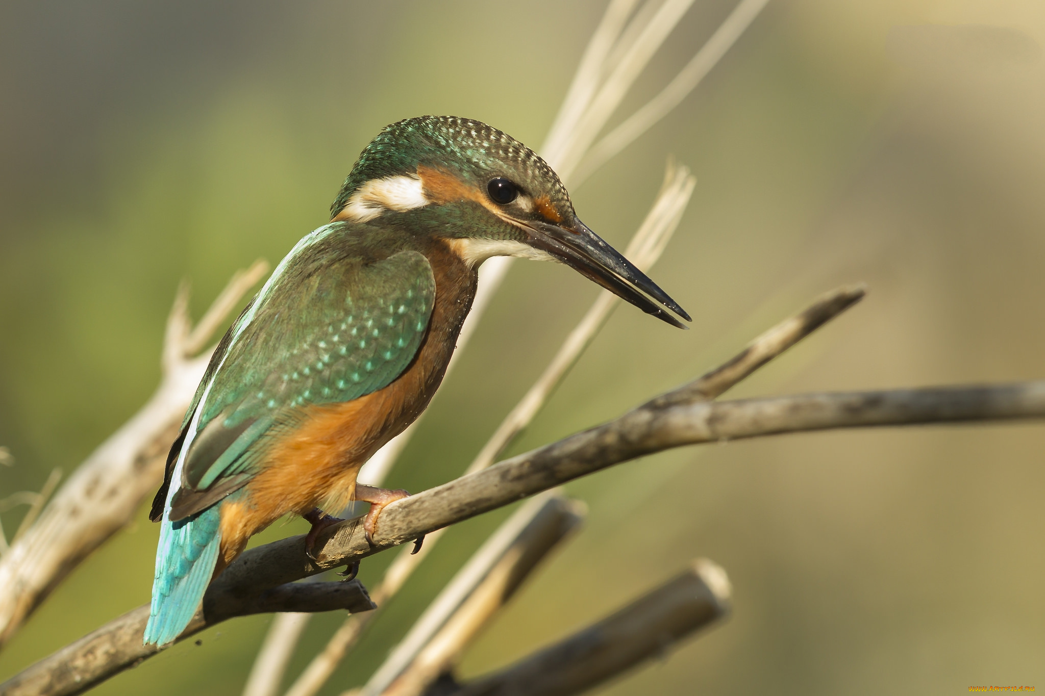 животные, зимородки, птичка