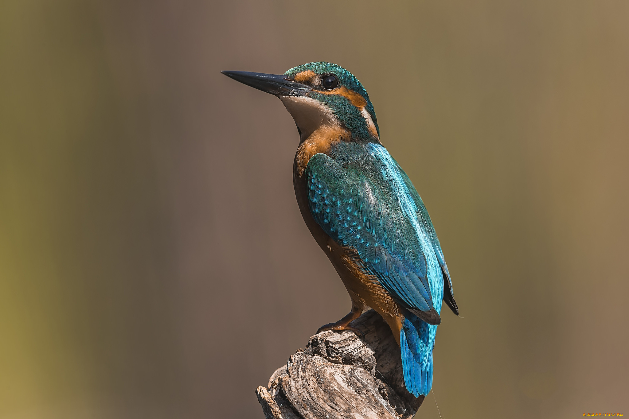 животные, зимородки, птичка