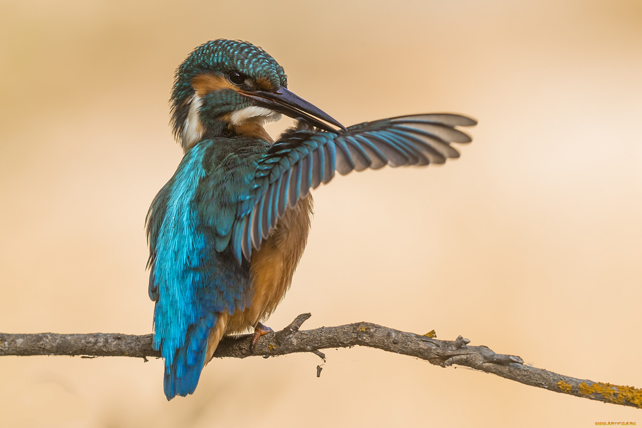 животные, зимородки, птичка