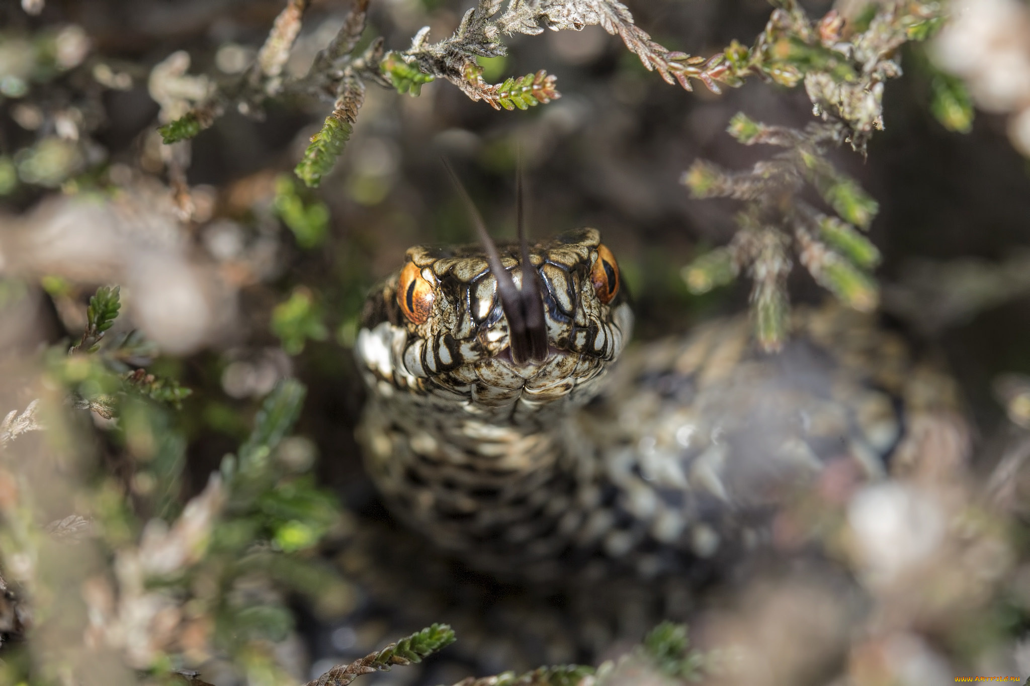 животные, змеи, , питоны, , кобры, змейка