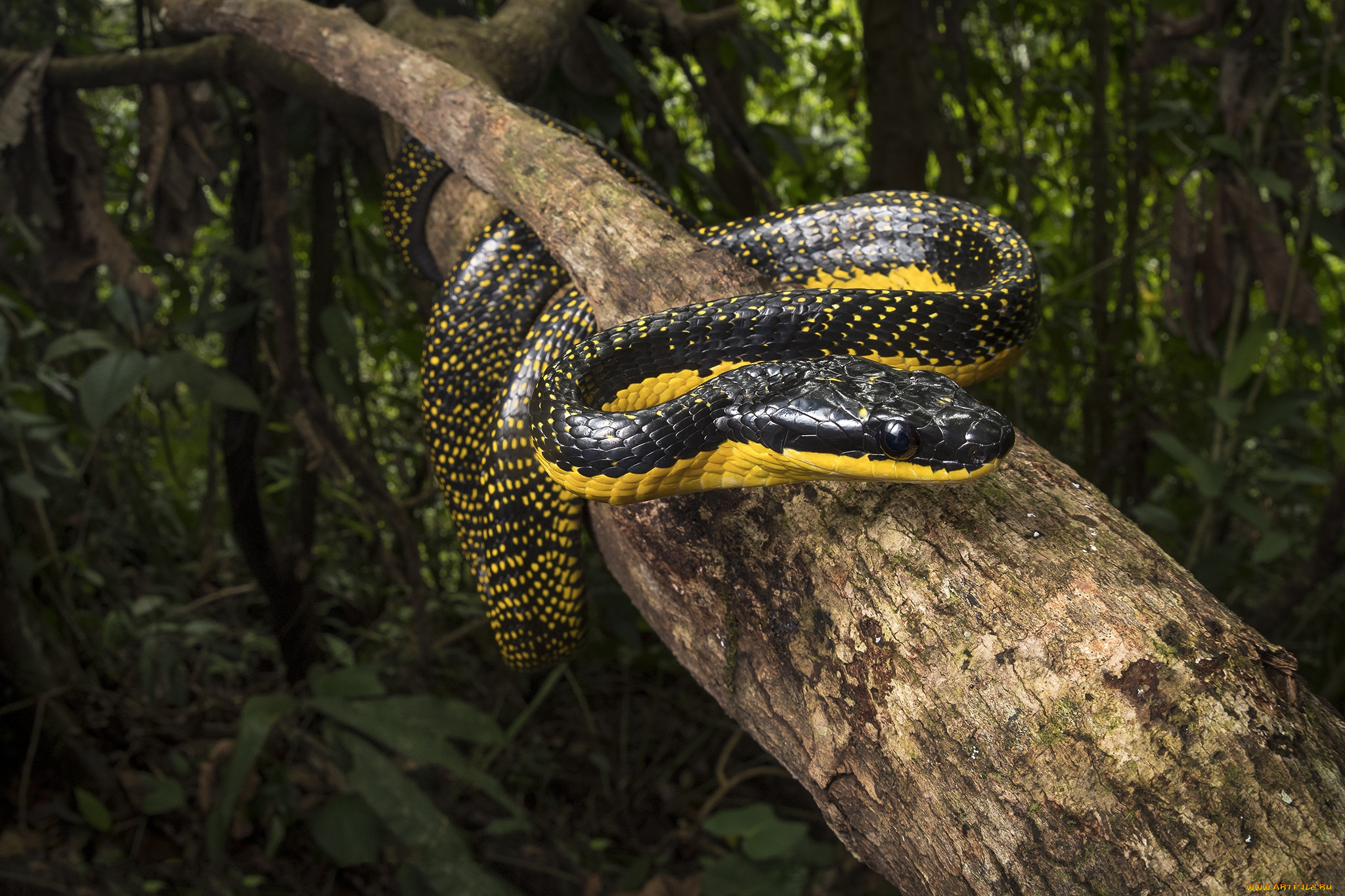 животные, змеи, , питоны, , кобры, змейка