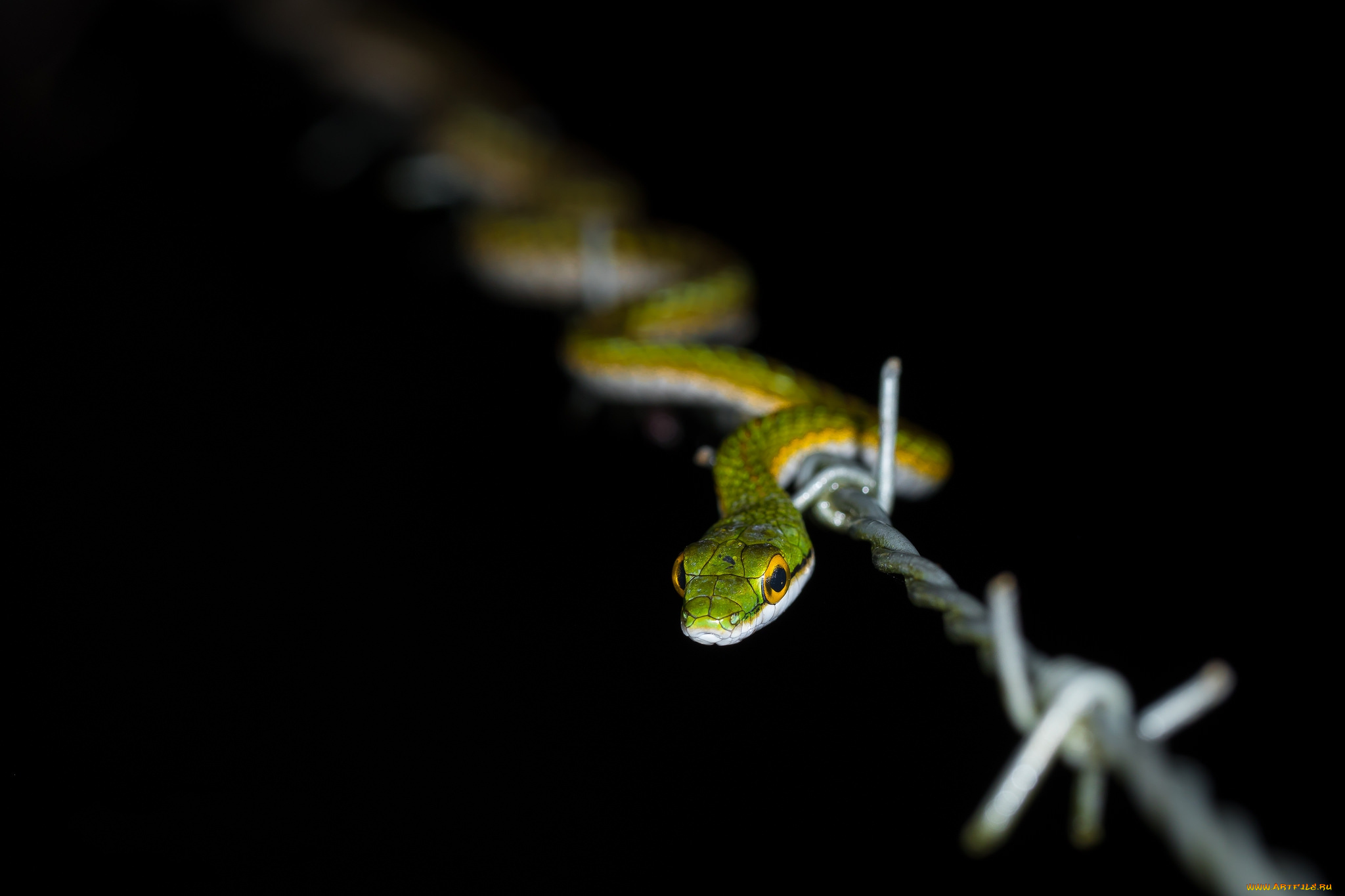 животные, змеи, , питоны, , кобры, змейка