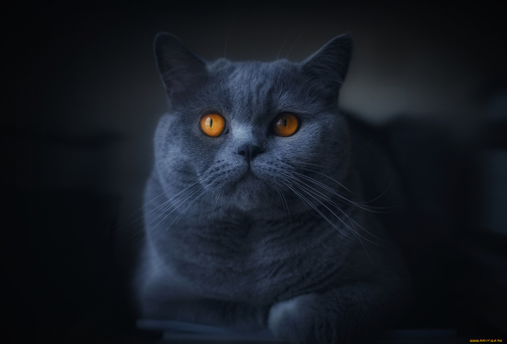 животные, коты, киса