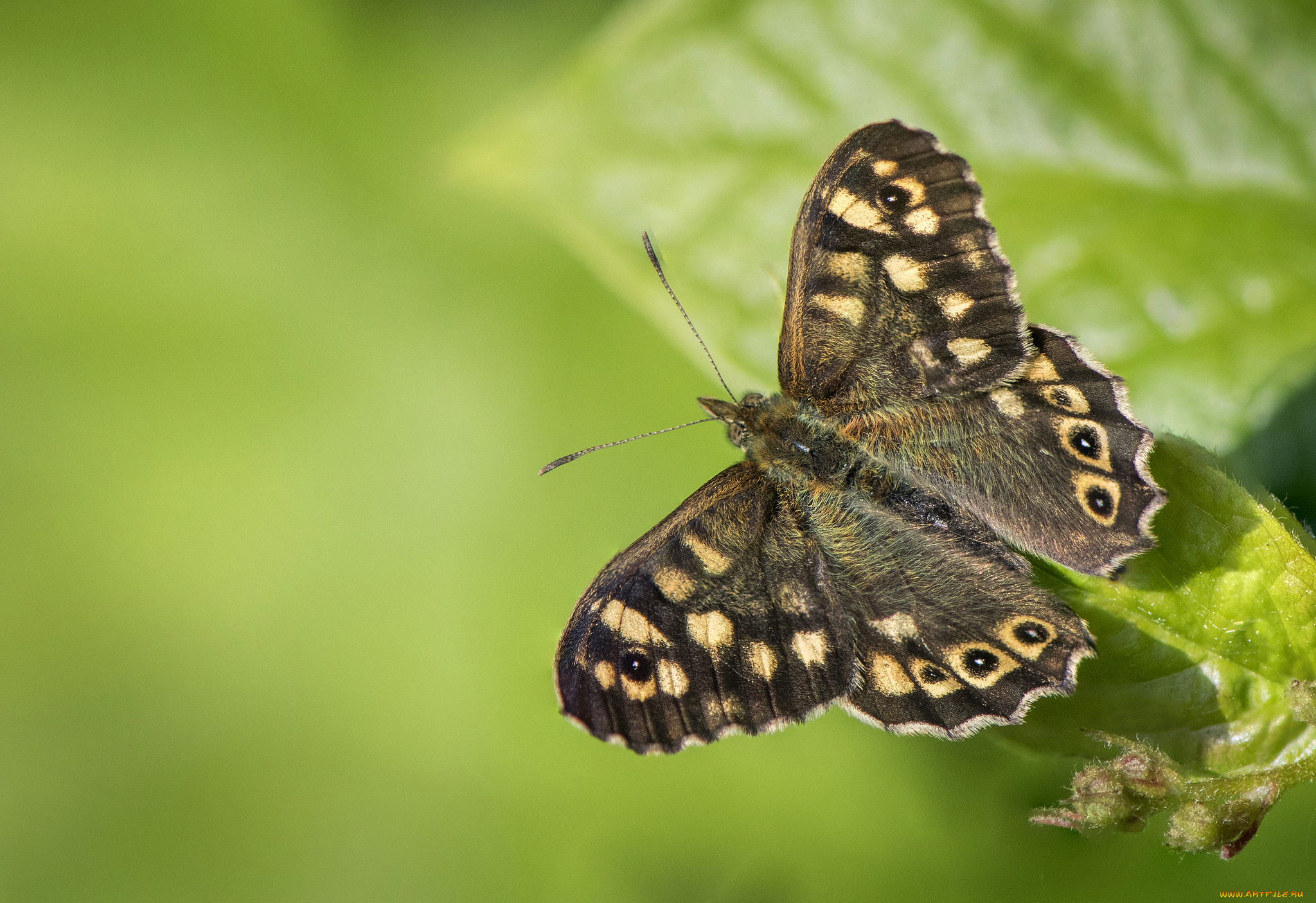 животные, бабочки, , мотыльки, , моли, бабочка