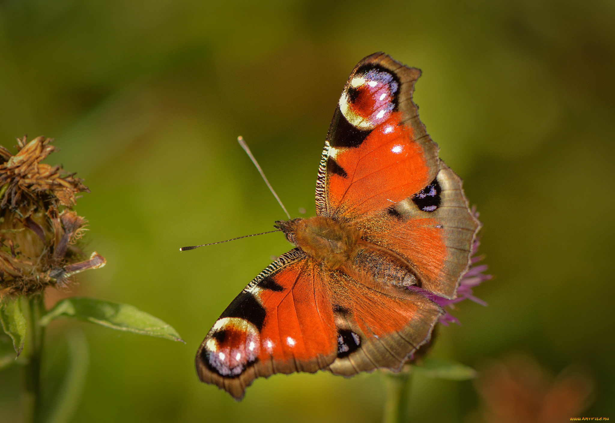 животные, бабочки, , мотыльки, , моли, бабочка
