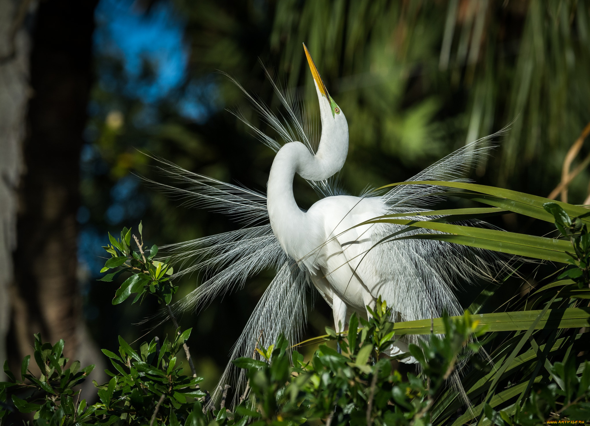 животные, цапли, , выпи, цапля, птица, перья, белая