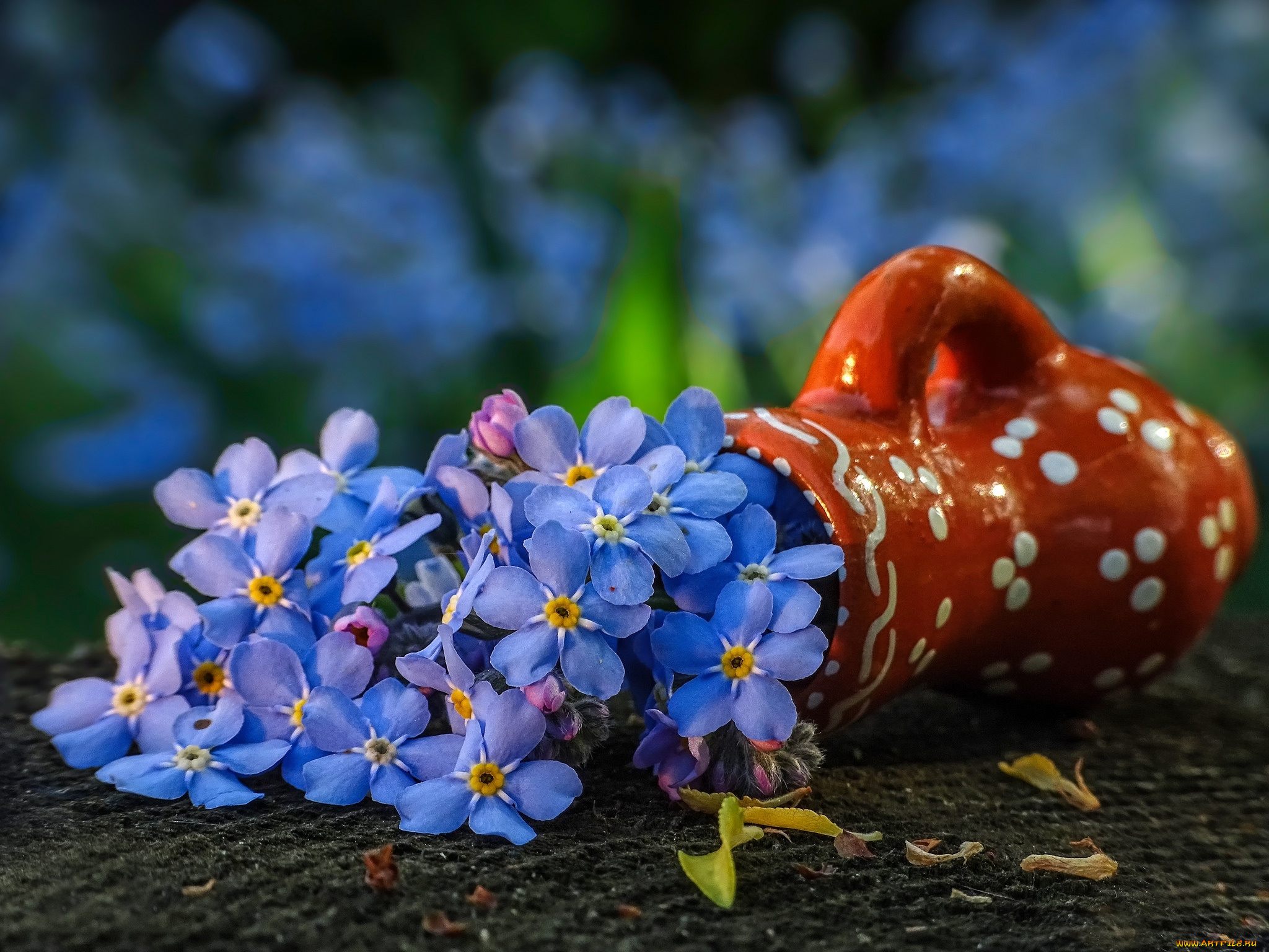 цветы, незабудки, голубой