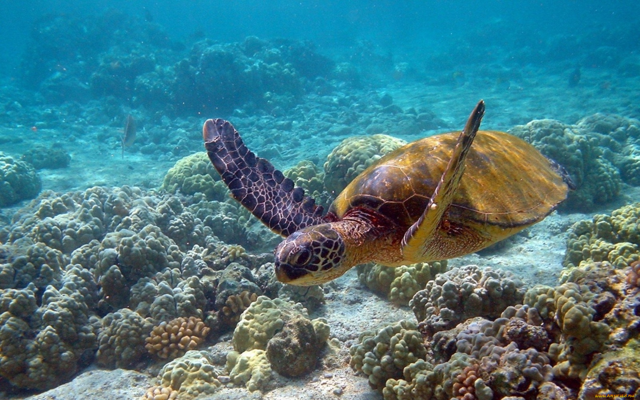 животные, Черепахи, черепаха