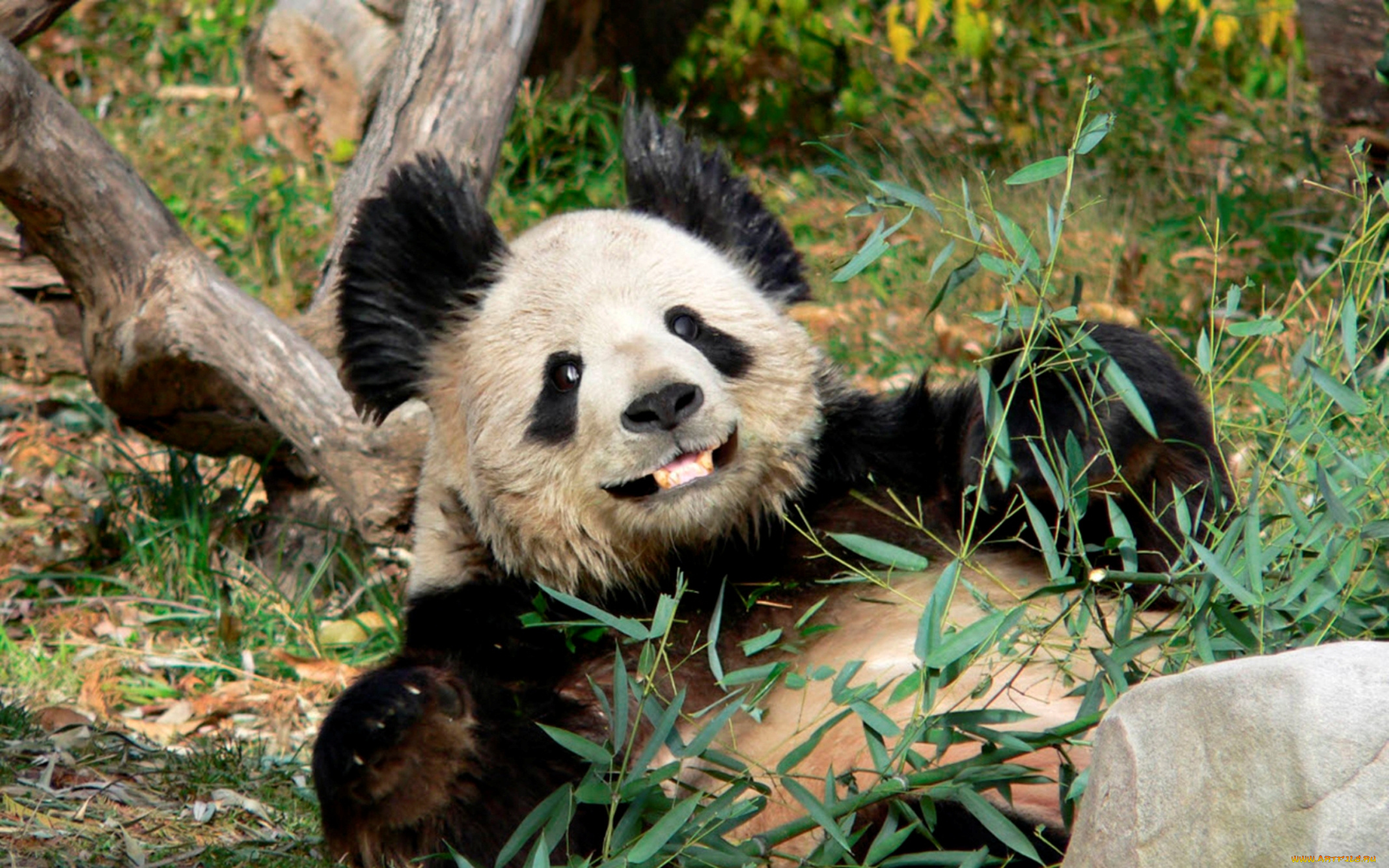 животные, панды, панда