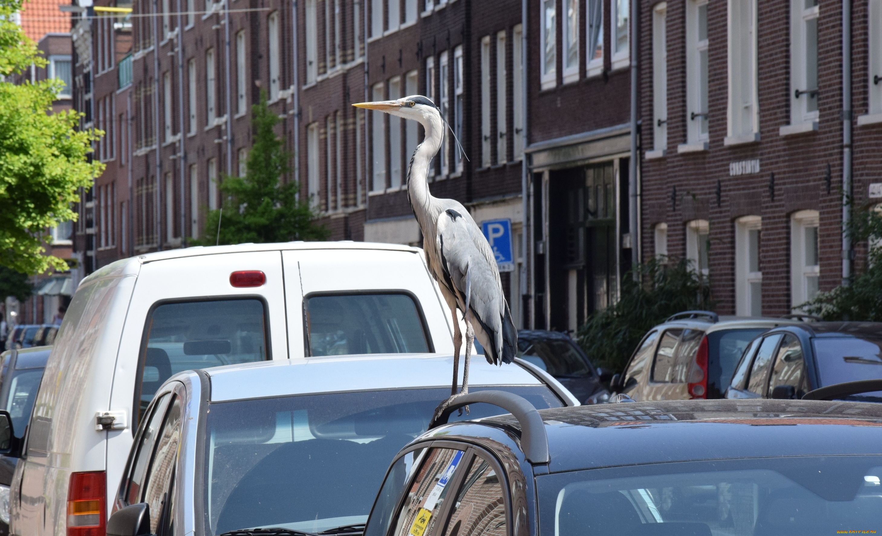 животные, цапли, , выпи, машина, профиль