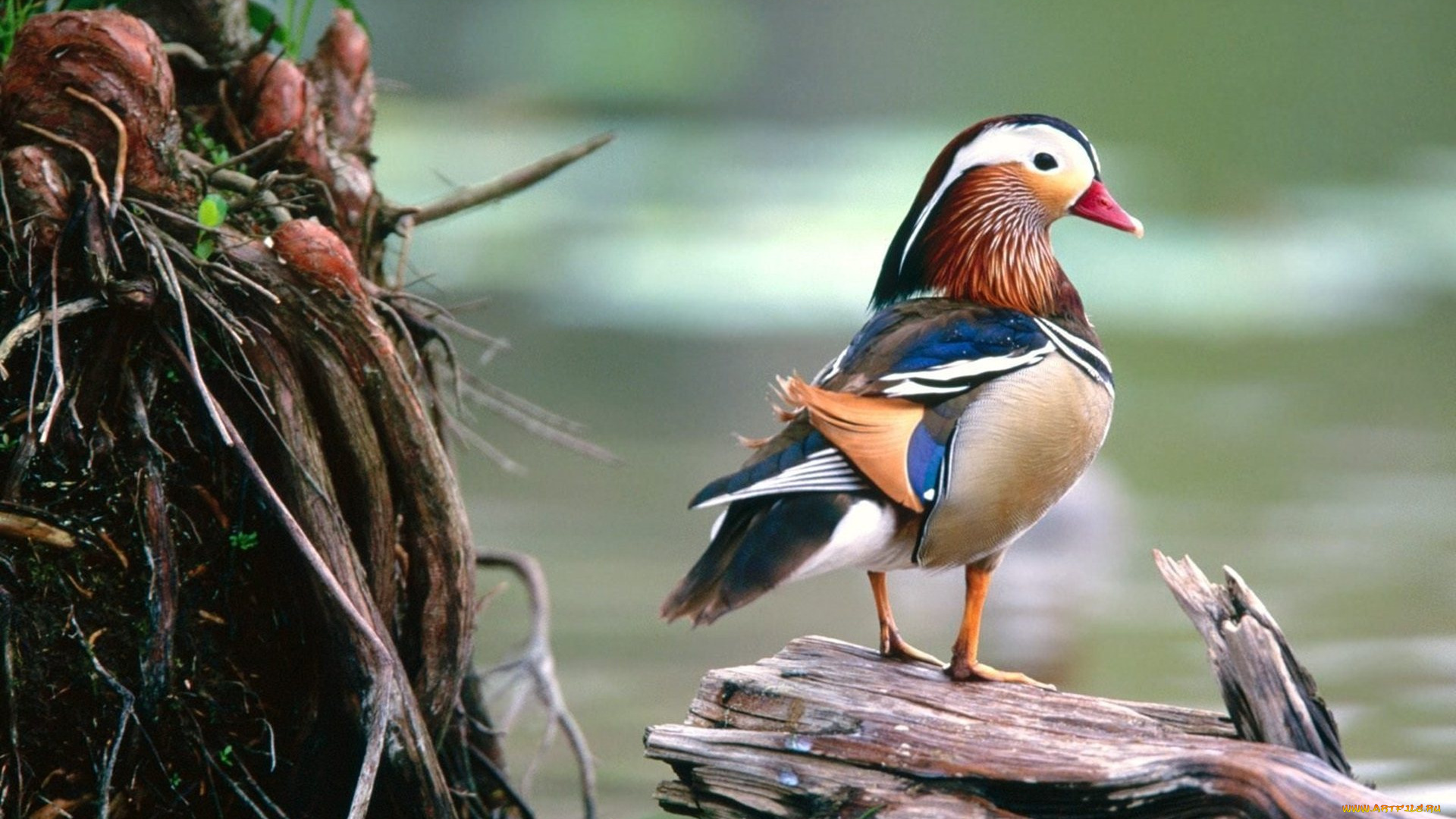 животные, утки, мандаринка, бревно