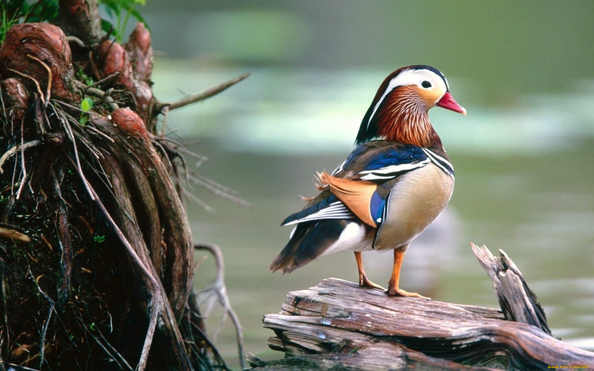 животные, утки, мандаринка, бревно