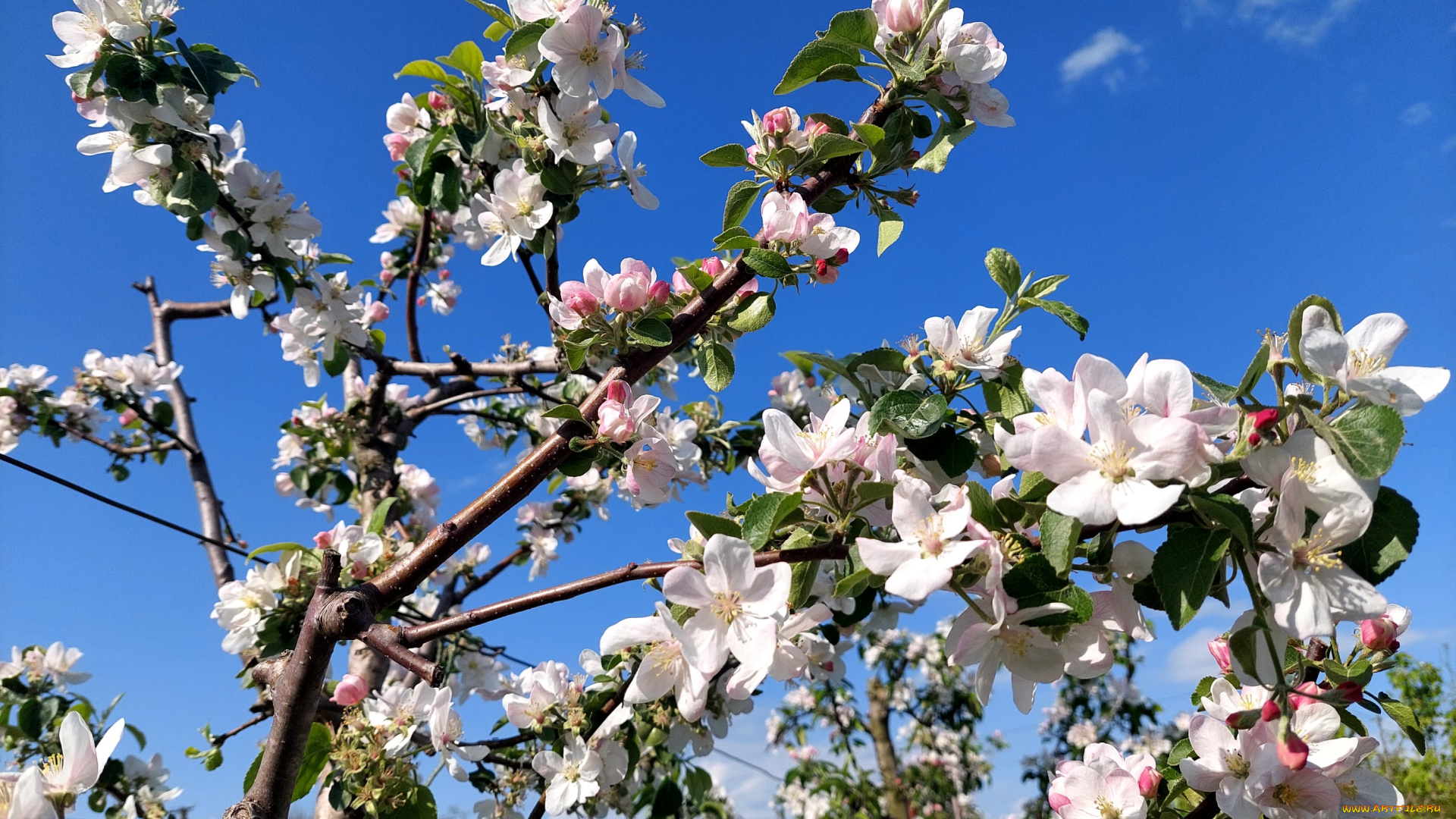 цветы, цветущие, деревья, , , кустарники, яблоня, цветение, весна, 2022