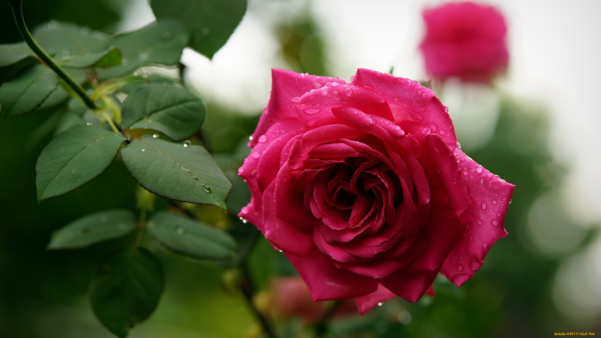 цветы, розы, розовая, роза, капли