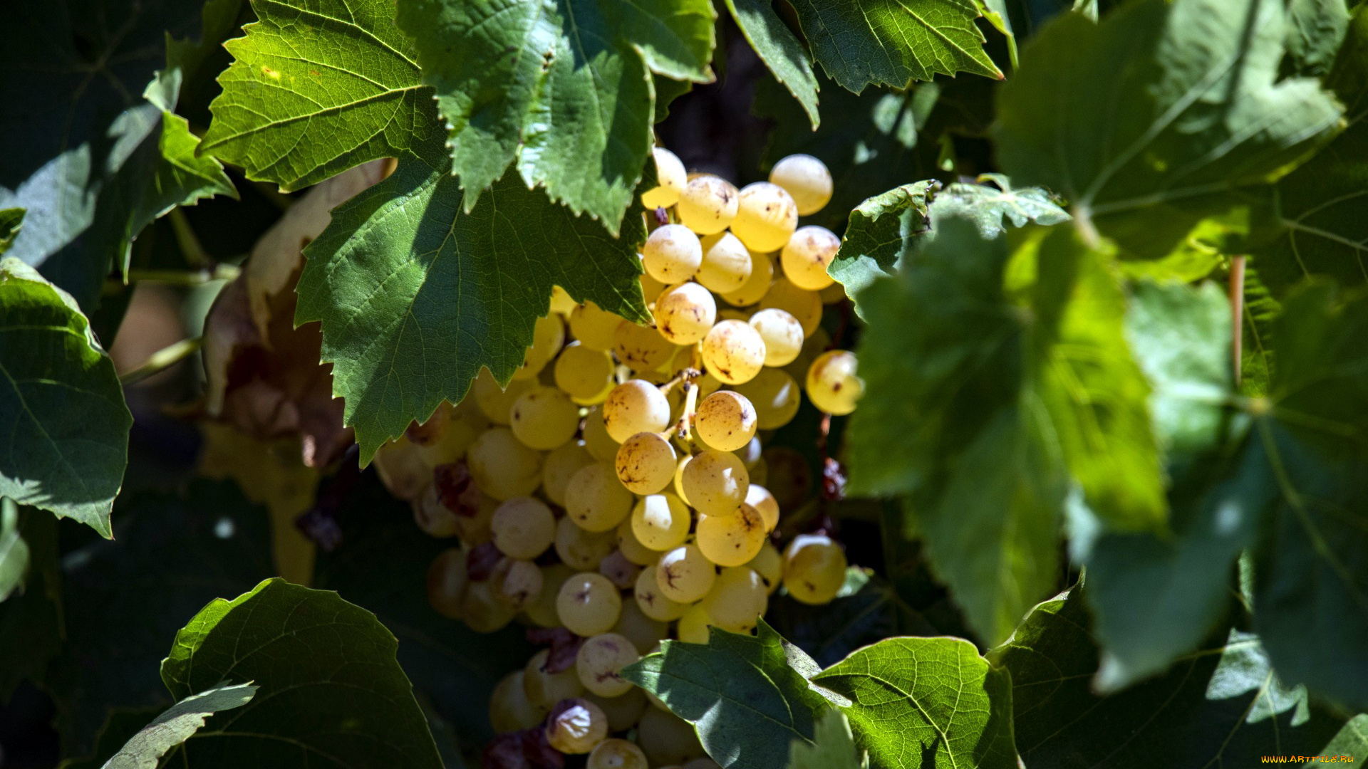 природа, ягоды, , виноград, виноград, гроздь