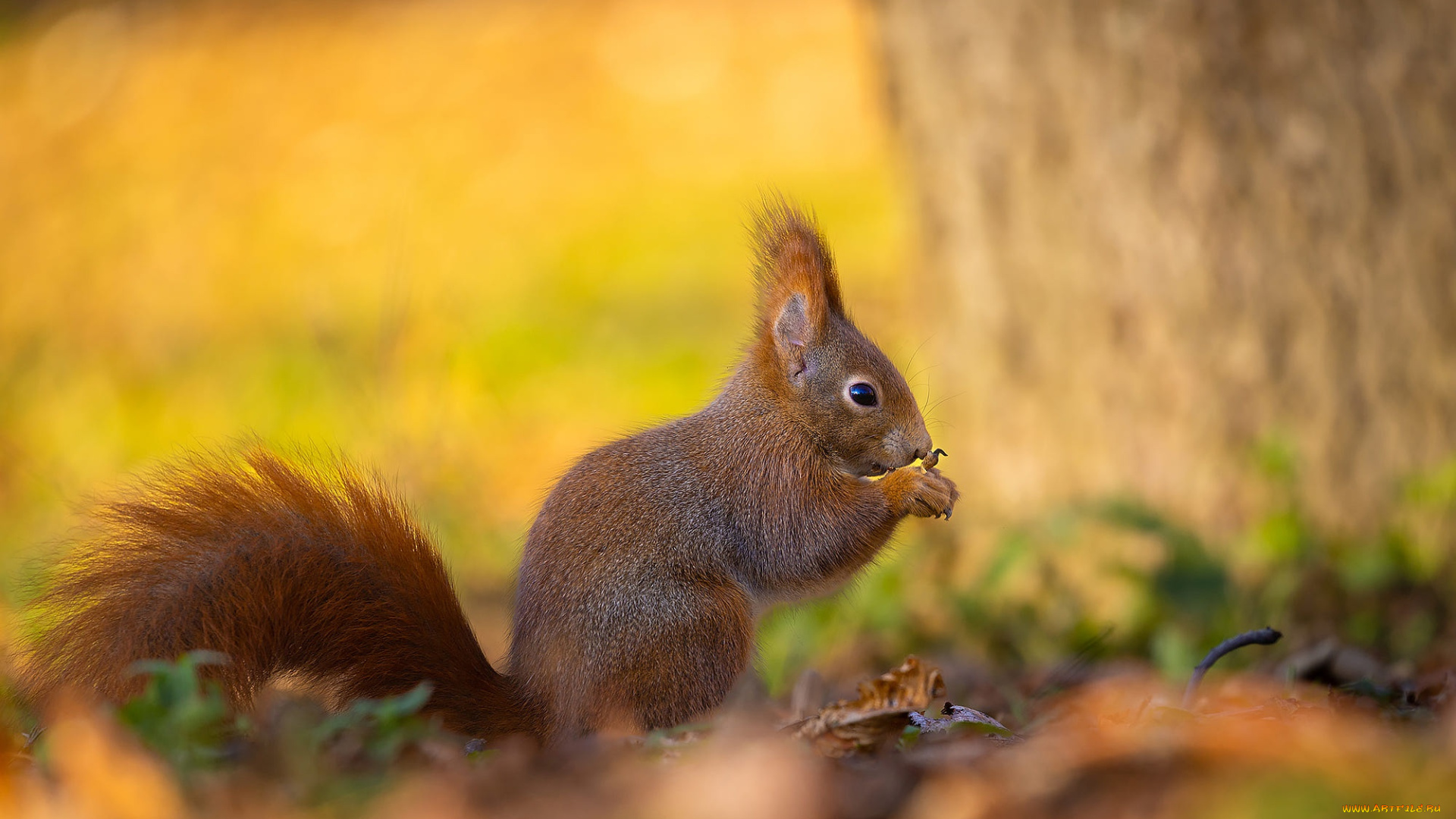 животные, белки, дерево, поляна, белка, профиль