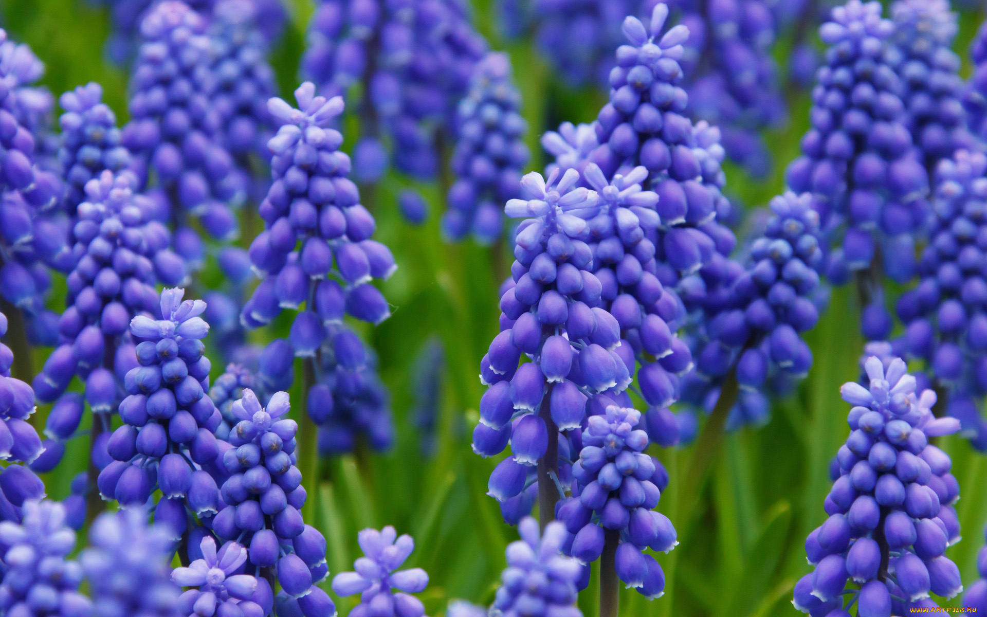 цветы, мускари, лиловые