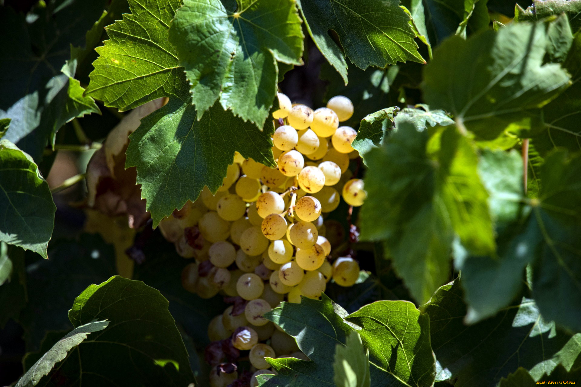 природа, ягоды, , виноград, виноград, гроздь
